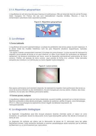 © UMVF - Université Médicale Virtuelle Francophone
2.1.5. Répartition géographique
L’anguillulose se voit dans tous les pays tropicaux et subtropicaux. Elle est observée dans le sud de l’Europe
(Italie, Espagne). En France, les cas sont habituellement importés (Antilles, Réunion…) mais la
contamination autochtone reste cependant possible.
Figure 4 : Répartition géographique
3. La clinique
1) Forme habituelle
L’anguillulose est souvent asymptomatique. La phase de pénétration des larves passe souvent inaperçue. A
la phase d’état les troubles intestinaux sont les plus fréquents (douleurs épigastriques, épisodes
diarrhéiques).
Les signes cutanés correspondent rarement à la phase de primo-invasion. Le plus souvent ils traduisent la
migration sous-cutanée de larves et on peut observer un sillon d’une dizaine de centimètres se déplaçant
rapidement, de plusieurs centimètres par heure, avant de disparaître spontanément (phénomène de larva
currens). Parfois, cet épisode de larva currens peut prendre la forme d’un urticaire. Cette dermatite
rampante peut récidiver à un rythme plus ou moins régulier (cycle endogène).
Figure 5 : Larva currens
Des signes pulmonaires sont rarement observés. Ils traduisent la migration trans-pulmonaire des larves au
cours de la primo-infection ou des réinfestations. Ils sont marqués par une toux sèche, irritative, des crises
d’asthme, et à la radio des infiltrats pulmonaires labiles.
2) Formes graves, malignes
L’anguillulose maligne aiguë est une forme disséminée, souvent mortelle, survenant sur un terrain immuno-
déprimé (corticoïdes à dose élevée prolongée, maladies de systèmes, greffes d'organe, onco-hématologie,
HTLV-1). Elle s’accompagne de septicémie à Gram négatif, de détresse respiratoire, de
méningoencéphalite.
4. Le diagnostic biologique
Le diagnostic d’anguillulose peut être évoqué plusieurs dizaines d’années après un séjour en zone
d’endémie, en particulier devant la découverte d’une hyper-éosinophilie parfois très élevée et évoluant en
dents de scie.
Le diagnostic de certitude est obtenu par la découverte de larves de S. stercoralis dans les selles
fraîchement émises. Cette recherche nécessite un examen parasitologique après extraction par la méthode
de Baermann ou un enrichissement par coproculture.
6
 