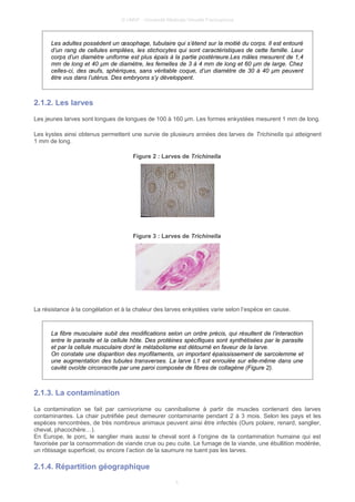 © UMVF - Université Médicale Virtuelle Francophone
Les adultes possèdent un œsophage, tubulaire qui s’étend sur la moitié du corps. Il est entouré
d’un rang de cellules empilées, les stichocytes qui sont caractéristiques de cette famille. Leur
corps d’un diamètre uniforme est plus épais à la partie postérieure.Les mâles mesurent de 1,4
mm de long et 40 µm de diamètre, les femelles de 3 à 4 mm de long et 60 µm de large. Chez
celles-ci, des œufs, sphériques, sans véritable coque, d’un diamètre de 30 à 40 µm peuvent
être vus dans l’utérus. Des embryons s’y développent.
2.1.2. Les larves
Les jeunes larves sont longues de longues de 100 à 160 µm. Les formes enkystées mesurent 1 mm de long.
Les kystes ainsi obtenus permettent une survie de plusieurs années des larves de Trichinella qui atteignent
1 mm de long.
Figure 2 : Larves de Trichinella
Figure 3 : Larves de Trichinella
La résistance à la congélation et à la chaleur des larves enkystées varie selon l’espèce en cause.
La fibre musculaire subit des modifications selon un ordre précis, qui résultent de l’interaction
entre le parasite et la cellule hôte. Des protéines spécifiques sont synthétisées par le parasite
et par la cellule musculaire dont le métabolisme est détourné en faveur de la larve.
On constate une disparition des myofilaments, un important épaississement de sarcolemme et
une augmentation des tubules transverses. La larve L1 est enroulée sur elle-même dans une
cavité ovoïde circonscrite par une paroi composée de fibres de collagène (Figure 2).
2.1.3. La contamination
La contamination se fait par carnivorisme ou cannibalisme à partir de muscles contenant des larves
contaminantes. La chair putréfiée peut demeurer contaminante pendant 2 à 3 mois. Selon les pays et les
espèces rencontrées, de très nombreux animaux peuvent ainsi être infectés (Ours polaire, renard, sanglier,
cheval, phacochère…).
En Europe, le porc, le sanglier mais aussi le cheval sont à l’origine de la contamination humaine qui est
favorisée par la consommation de viande crue ou peu cuite. Le fumage de la viande, une ébullition modérée,
un rôtissage superficiel, ou encore l’action de la saumure ne tuent pas les larves.
2.1.4. Répartition géographique
5
 