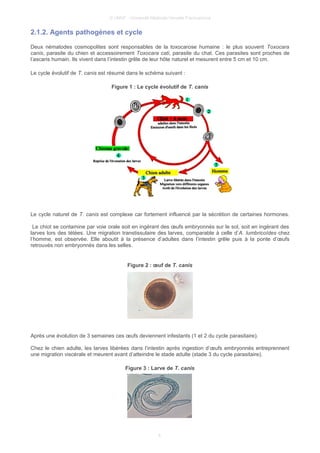 © UMVF - Université Médicale Virtuelle Francophone
2.1.2. Agents pathogènes et cycle
Deux nématodes cosmopolites sont responsables de la toxocarose humaine : le plus souvent Toxocara
canis, parasite du chien et accessoirement Toxocara cati, parasite du chat. Ces parasites sont proches de
l’ascaris humain. Ils vivent dans l’intestin grêle de leur hôte naturel et mesurent entre 5 cm et 10 cm.
Le cycle évolutif de T. canis est résumé dans le schéma suivant :
Figure 1 : Le cycle évolutif de T. canis
Le cycle naturel de T. canis est complexe car fortement influencé par la sécrétion de certaines hormones.
Le chiot se contamine par voie orale soit en ingérant des œufs embryonnés sur le sol, soit en ingérant des
larves lors des tétées. Une migration transtissulaire des larves, comparable à celle d’A. lumbricoïdes chez
l’homme, est observée. Elle aboutit à la présence d’adultes dans l’intestin grêle puis à la ponte d’œufs
retrouvés non embryonnés dans les selles.
Figure 2 : œuf de T. canis
Après une évolution de 3 semaines ces œufs deviennent infestants (1 et 2 du cycle parasitaire).
Chez le chien adulte, les larves libérées dans l’intestin après ingestion d’œufs embryonnés entreprennent
une migration viscérale et meurent avant d’atteindre le stade adulte (stade 3 du cycle parasitaire).
Figure 3 : Larve de T. canis
4
 
