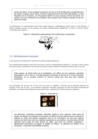 © UMVF - Université Médicale Virtuelle Francophone
saison des pluies. Ce qui explique la présence de ceux-ci et de la bilharziose uro-génitale dans
les régions à longue saison sèche. Plusieurs espèces peuvent être hôte intermédiaire. La plus
fréquente est B. truncatus. Les Physopsis habitent les eaux douces comme les bulins. Les
espèces qui nous intéressent sont réparties dans presque toute l’Afrique orientale et dans le
bassin du Congo.
La bilharziose à S. haematobium sévit dans toute l’Afrique, à Madagascar (côte ouest), à l’Ile Maurice. Il
existe quelques foyers sur le pourtour du Bassin Méditerranéen (Maghreb) et dans le Proche Orient.
L’Amérique est indemne.
Figure 2 : Répartition géographique de la bilharziose uro-génitale
1.2. Schistosoma mansoni
C’est l’agent de la bilharziose intestinale et parfois hépato-splénique.
Les schistosomes adultes vivent dans les plexus veineux mésentériques inférieurs. La ponte a donc surtout
lieu dans la paroi intestinale, mais souvent les œufs à éperon latéral s’embolisent dans le foie ou la rate.
Cette espèce, de même taille que la précédente, n’en diffère que par quelques caractères
impossibles à voir à l’œil nu. Le mâle possède 8 testicules au lieu de 4 ou 5 et les branches
intestinales, en se soudant, donnent un coecum unique plus long que dans l’espèce
précédente.
Leur longévité est de plus de 10 ans (34 ans chez un malade). L’homme est le principal réservoir du
parasite, mais non le seul ; une trentaine d’espèces animales (rongeurs) ont été trouvées spontanément
infestées. Les hôtes intermédiaires sont des planorbes, appartenant à divers genres et espèces.
Figure 3 : Planorbe sp
Les planorbes, mollusques pulmonés, discoïdes, aplatis et sans opercule, vivent dans les
marais, les étangs, les ruisseaux et les rivières. Ils aiment les eaux calmes pures ou impures et
habitent au milieu des plantes aquatiques dont ils se nourrissent. Ce sont des espèces
ovipares qui fixent leurs œufs aux végétaux aquatiques ou aux cailloux. Les planorbes sont très
répandus dans toutes les eaux douces du globe, sauf dans les contrées subpolaires :
Biomphalaria alexandrina en Egypte, B. pfefferi en Afrique ; B. glabrata aux Antilles et au
Vénézuela ; Tropicorbis centrimetralis au Brésil.
6
 