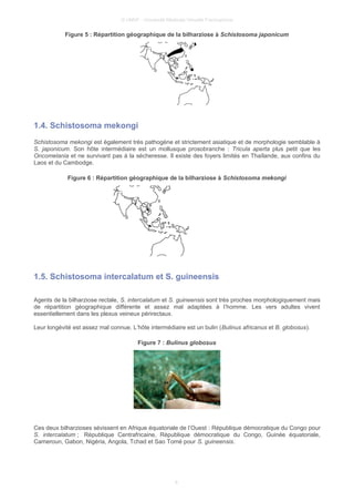© UMVF - Université Médicale Virtuelle Francophone
Figure 5 : Répartition géographique de la bilharziose à Schistosoma japonicum
1.4. Schistosoma mekongi
Schistosoma mekongi est également très pathogène et strictement asiatique et de morphologie semblable à
S. japonicum. Son hôte intermédiaire est un mollusque prosobranche : Tricula aperta plus petit que les
Oncomelania et ne survivant pas à la sécheresse. Il existe des foyers limités en Thaïlande, aux confins du
Laos et du Cambodge.
Figure 6 : Répartition géographique de la bilharziose à Schistosoma mekongi
1.5. Schistosoma intercalatum et S. guineensis
Agents de la bilharziose rectale, S. intercalatum et S. guineensis sont très proches morphologiquement mais
de répartition géographique différente et assez mal adaptées à l’homme. Les vers adultes vivent
essentiellement dans les plexus veineux périrectaux.
Leur longévité est assez mal connue. L’hôte intermédiaire est un bulin (Bulinus africanus et B. globosus).
Figure 7 : Bulinus globosus
Ces deux bilharzioses sévissent en Afrique équatoriale de l’Ouest : République démocratique du Congo pour
S. intercalatum ; République Centrafricaine, République démocratique du Congo, Guinée équatoriale,
Cameroun, Gabon, Nigéria, Angola, Tchad et Sao Tomé pour S. guineensis.
8
 