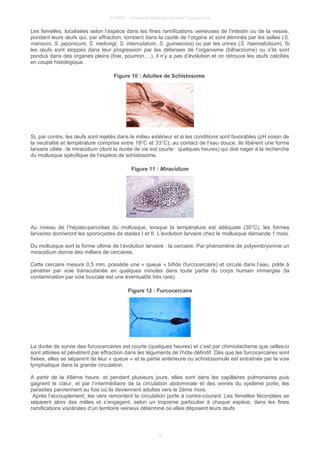 © UMVF - Université Médicale Virtuelle Francophone
Les femelles, localisées selon l’espèce dans les fines ramifications veineuses de l’intestin ou de la vessie,
pondent leurs œufs qui, par effraction, tombent dans la cavité de l’organe et sont éliminés par les selles (S.
mansoni, S. japonicum, S. mekongi, S. interculatum, S. guineensis) ou par les urines (S. haematobium). Si
les œufs sont stoppés dans leur progression par les défenses de l’organisme (bilharziome) ou s’ils sont
pondus dans des organes pleins (foie, poumon,…), il n’y a pas d’évolution et on retrouve les œufs calcifiés
en coupe histologique.
Figure 10 : Adultes de Schistosome
Si, par contre, les œufs sont rejetés dans le milieu extérieur et si les conditions sont favorables (pH voisin de
la neutralité et température comprise entre 18°C et 33°C), au contact de l’eau douce, ils libèrent une forme
larvaire ciliée : le miracidium (dont la durée de vie est courte : quelques heures) qui doit nager à la recherche
du mollusque spécifique de l’espèce de schistosome.
Figure 11 : Miracidium
Au niveau de l’hépato-pancréas du mollusque, lorsque la température est adéquate (30°C), les formes
larvaires donneront les sporocystes de stades I et II. L’évolution larvaire chez le mollusque demande 1 mois.
Du mollusque sort la forme ultime de l’évolution larvaire : la cercaire. Par phénomène de polyembryonnie un
miracidium donne des milliers de cercaires.
Cette cercaire mesure 0,5 mm, possède une « queue » bifide (furcocercaire) et circule dans l’eau, prête à
pénétrer par voie transcutanée en quelques minutes dans toute partie du corps humain immergée (la
contamination par voie buccale est une éventualité très rare).
Figure 12 : Furcocercaire
La durée de survie des furcocercaires est courte (quelques heures) et c’est par chimiotactisme que celles-ci
sont attirées et pénètrent par effraction dans les téguments de l’hôte définitif. Dès que les furcocercaires sont
fixées, elles se séparent de leur « queue » et la partie antérieure ou schistosomule est entraînée par la voie
lymphatique dans la grande circulation.
A partir de la 48ème heure, et pendant plusieurs jours, elles sont dans les capillaires pulmonaires puis
gagnent le cœur, et par l’intermédiaire de la circulation abdominale et des veines du système porte, les
parasites parviennent au foie où ils deviennent adultes vers le 2ème mois.
Après l’accouplement, les vers remontent la circulation porte à contre-courant. Les femelles fécondées se
séparent alors des mâles et s’engagent, selon un tropisme particulier à chaque espèce, dans les fines
ramifications viscérales d’un territoire veineux déterminé où elles déposent leurs œufs.
10
 