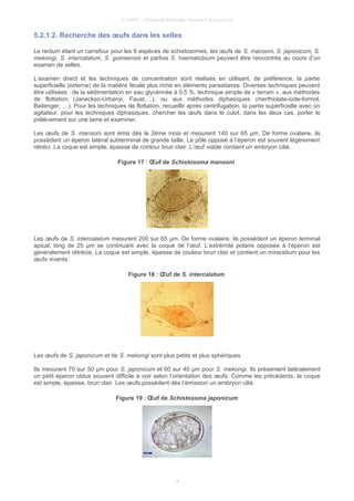 © UMVF - Université Médicale Virtuelle Francophone
5.2.1.2. Recherche des œufs dans les selles
Le rectum étant un carrefour pour les 6 espèces de schistosomes, les œufs de S. mansoni, S. japonicum, S.
mekongi, S. intercalatum, S. guineensis et parfois S. haematobium peuvent être rencontrés au cours d’un
examen de selles.
L’examen direct et les techniques de concentration sont réalisés en utilisant, de préférence, la partie
superficielle (externe) de la matière fécale plus riche en éléments parasitaires. Diverses techniques peuvent
être utilisées : de la sédimentation en eau glycérinée à 0,5 %, technique simple de « terrain », aux méthodes
de flottation (Janeckso-Urbanyi, Faust,…), ou aux méthodes diphasiques (merthiolate-iode-formol,
Bailenger, …). Pour les techniques de flottation, recueillir après centrifugation, la partie superficielle avec un
agitateur, pour les techniques diphasiques, chercher les œufs dans le culot, dans les deux cas, porter le
prélèvement sur une lame et examiner.
Les œufs de S. mansoni sont émis dès le 2ème mois et mesurent 140 sur 65 µm. De forme ovalaire, ils
possèdent un éperon latéral subterminal de grande taille. Le pôle opposé à l’éperon est souvent légèrement
rétréci. La coque est simple, épaisse de contour brun clair. L’œuf viable contient un embryon cilié.
Figure 17 : Œuf de Schistosoma mansoni
Les œufs de S. intercalatum mesurent 200 sur 65 µm. De forme ovalaire, ils possèdent un éperon terminal
apical, long de 25 µm se continuant avec la coque de l’œuf. L’extrémité polaire opposée à l’éperon est
généralement rétrécie. La coque est simple, épaisse de couleur brun clair et contient un miracidium pour les
œufs vivants.
Figure 18 : Œuf de S. intercalatum
Les œufs de S. japonicum et de S. mekongi sont plus petits et plus sphériques.
Ils mesurent 70 sur 50 µm pour S. japonicum et 60 sur 40 µm pour S. mekongi. Ils présentent latéralement
un petit éperon obtus souvent difficile à voir selon l’orientation des œufs. Comme les précédents, la coque
est simple, épaisse, brun clair. Les œufs possèdent dès l’émission un embryon cilié.
Figure 19 : Œuf de Schistosoma japonicum
18
 
