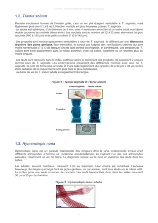 © UMVF - Université Médicale Virtuelle Francophone
1.2. Taenia solium
Parasite strictement humain de l'intestin grêle, c’est un ver plat d'aspect semblable à T. saginata, mais
légèrement plus court (1 à 8 m). L'infection multiple est plus fréquente qu'avec T. saginata.
Le scolex est sphérique, d’un diamètre de 1 mm, avec 4 ventouses arrondies et un rostre court muni d'une
double couronne de crochets (ténia armé). Les crochets sont au nombre de 22 à 32 avec alternance de gros
crochets (160 à 180 µm) et de petits crochets (110 à 140 µm).
Les proglottis sont macroscopiquement semblables à ceux de T. saginata. Ils diffèrent par une alternance
régulière des pores génitaux, leur immobilité, et surtout par l’aspect des ramifications utérines qui sont
moins nombreuses (7 à 13 de chaque côté de l'axe central du proglottis) et dendritiques. Les proglottis de T.
solium sont émis passivement dans le milieu extérieur, avec les selles, isolément ou en chaînes plus ou
moins longues.
Les œufs sont retrouvés dans le milieu extérieur après le délitement des proglottis. Ils possèdent 2 coques
comme ceux de T. saginata. Les embryophores présentent des différences minimes avec ceux de T.
saginata. Ils sont de forme plus arrondie et d’une taille légèrement plus grande (40 à 50 µm x 30 µm) et les
stries radiaires de la coque interne sont plus fines et plus nombreuses.
La durée de vie de T. solium adulte est également très longue.
Figure 1 : Taenia saginata et Taenia solium
1.3. Hymenolepis nana
Hymenolepis nana est un parasite cosmopolite des rongeurs dont la larve cysticercoïde évolue chez
différents arthropodes. L’homme se contamine accidentellement en ingérant l’un des ces arthropodes
parasités, notamment un ver de farine. Le diagnostic repose sur la mise en évidence des œufs dans les
selles.
Les adultes, souvent nombreux, mesurent 3 cm au maximum. Leur chaîne est constituée d’anneaux
beaucoup plus larges que longs dont les pores génitaux, un par anneau, sont tous situés sur le même côté.
Le scolex porte une seule couronne de crochets. Les œufs hexacanthes émis dans les selles mesurent
30 µm à 50 µm de diamètre
Figure 2 : Hymenolepis nana - adulte
5
 