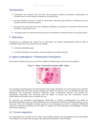 © UMVF - Université Médicale Virtuelle Francophone
Introduction
● L'amoebose (ou amibiase) est l'une des trois principales maladies parasitaires responsables de
mortalité dans le monde (après le paludisme et la bilharziose).
● Sa forte incidence est liée au mode de transmission féco-oral (péril fécal) et à l'existence de très
nombreux porteurs asymptomatiques.
● Sa gravité est causée par le pouvoir pathogène spécifique du parasite et sa capacité à diffuser dans
les tissus, en particulier le foie.
● Le parasite reste une menace dans toute la zone intertropicale et réapparaît dans de nouveaux foyers.
1. Définition
L'amoebose (ou amibiase) est causée par un protozoaire, qui infecte majoritairement l'homme. Elle se
manifeste cliniquement sous deux formes principales :
● L'amibiase intestinale aiguë
● L'amibiase hépatique (ou tissulaire, d'autres organes peuvent être atteints).
2. Agent pathogène = Entamoeba histolytica
Entamoeba histolytica existe sous une forme végétative (trophozoïte) et sous une forme kystique.
Figure 1 : Selles : Entamoeba histolytica (MIF - 20µm)
Les caractères morphologiques des trophozoites et des kystes permettent au microscopiste de les identifier
et de les différencier des autres amibes parasites de l'intestin de l'homme mais non pathogènes telles que
Entamoeba coli, Entamoeba hartmanni, Endolimax nanus, Pseudolimax butschlii. Ces amibes non
pathogènes, lorsqu'elles sont retrouvées dans les selles, ne doivent pas être considérées comme
responsables des troubles dans la majorité des cas.
En revanche, les caractères morphologiques observables à l'examen parasitologique des selles ne
permettent généralement pas de faire la différence entre Entamoeba histolytica et Entamoeba dispar, qui est
aussi une forme non pathogène. D'autres examens sont nécessaires pour faire ce diagnostic différentiel
(recherche d'adhésine spécifique afin de mettre en évidence la forme pathogène hématophage, nommée
Entamoeba histolytica).
2.1. Forme végétative
Les trophozoites ont une taille de 20 à 40µm, sont mobiles, émettent des pseudopodes qui leur permettent
de se déplacer et d'ingérer des bactéries, des particules alimentaires et des hématies.
4
 