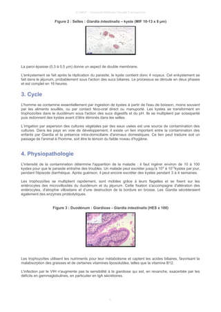 © UMVF - Université Médicale Virtuelle Francophone
Figure 2 : Selles : Giardia intestinalis – kyste (MIF 10-13 x 8 µm)
La paroi épaisse (0,3 à 0,5 µm) donne un aspect de double membrane.
L'enkystement se fait après la réplication du parasite, le kyste contient donc 4 noyaux. Cet enkystement se
fait dans le jéjunum, probablement sous l'action des sucs biliaires. Le processus se déroule en deux phases
et est complet en 16 heures.
3. Cycle
L'homme se contamine essentiellement par ingestion de kystes à partir de l'eau de boisson, moins souvent
par les aliments souillés, ou par contact féco-oral direct ou manuporté. Les kystes se transforment en
trophozoïtes dans le duodénum sous l'action des sucs digestifs et du pH. Ils se multiplient par scissiparité
puis redonnent des kystes avant d’être éliminés dans les selles.
L’irrigation par aspersion des cultures végétales par des eaux usées est une source de contamination des
cultures. Dans les pays en voie de développement, il existe un lien important entre la contamination des
enfants par Giardia et la présence intra-domiciliaire d'animaux domestiques. Ce lien peut traduire soit un
passage de l'animal à l'homme, soit être le témoin du faible niveau d'hygiène.
4. Physiopathologie
L'intensité de la contamination détermine l'apparition de la maladie : il faut ingérer environ de 10 à 100
kystes pour que le parasite entraîne des troubles. Un malade peut excréter jusqu'à 108
à 1010
kystes par jour,
pendant l'épisode diarrhéique. Après guérison, il peut encore excréter des kystes pendant 3 à 4 semaines.
Les trophozoïtes se multiplient rapidement, sont mobiles grâce à leurs flagelles et se fixent sur les
entérocytes des microvillosités du duodénum et du jéjunum. Cette fixation s'accompagne d'altération des
entérocytes, d'atrophie villositaire et d’une destruction de la bordure en brosse. Les Giardia sécrèteraient
également des enzymes protéolytiques.
Figure 3 : Duodénum : Giardiose - Giardia intestinalis (HES x 100)
Les trophozoïtes utilisent les nutriments pour leur métabolisme et captent les acides biliaires, favorisant la
malabsorption des graisses et de certaines vitamines liposolubles, telles que la vitamine B12.
L'infection par le VIH n'augmente pas la sensibilité à la giardiose qui est, en revanche, exacerbée par les
déficits en gammaglobulines, en particulier en IgA sécrétoires.
5
 
