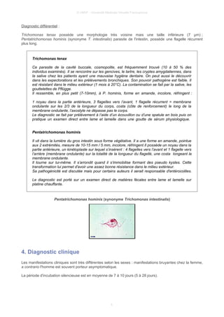 © UMVF - Université Médicale Virtuelle Francophone
Diagnostic différentiel :
Trichomonas tenax possède une morphologie très voisine mais une taille inférieure (7 µm) ;
Pentatrichomonas hominis (synonyme T. intestinalis) parasite de l'intestin, possède une flagelle récurrent
plus long.
Trichomonas tenax
Ce parasite de la cavité buccale, cosmopolite, est fréquemment trouvé (10 à 50 % des
individus examinés). Il se rencontre sur les gencives, le tartre, les cryptes amygdaliennes, dans
la salive chez les patients ayant une mauvaise hygiène dentaire. On peut aussi le découvrir
dans les expectorations et les prélèvements bronchiques. Son pouvoir pathogène est faible. Il
est résistant dans le milieu extérieur (1 mois à 20°C). La contamination se fait par la salive, les
gouttelettes de Pflügge.
Il ressemble, en plus petit (7-10mm), à P. hominis, forme en amande, incolore, réfringent :
1 noyau dans la partie antérieure, 3 flagelles vers l’avant, 1 flagelle récurrent = membrane
ondulante sur les 2/3 de la longueur du corps, costa (côte de renforcement) le long de la
membrane ondulante, l’axostyle ne dépasse pas le corps.
Le diagnostic se fait par prélèvement à l’aide d’un écouvillon ou d’une spatule en bois puis on
pratique un examen direct entre lame et lamelle dans une goutte de sérum physiologique.
Pentatrichomonas hominis
Il vit dans la lumière du gros intestin sous forme végétative. Il a une forme en amande, pointue
aux 2 extrémités, mesure de 10-15 mm / 5 mm, incolore, réfringent Il possède un noyau dans la
partie antérieure, un kinétoplaste sur lequel s’insèrent : 4 flagelles vers l’avant et 1 flagelle vers
l’arrière (membrane ondulante) sur la totalité de la longueur du flagellé, une costa longeant la
membrane ondulante.
Il tourne sur lui-même. Il s’arrondit quand il s’immobilise formant des pseudo kystes. Cette
transformation lui permet d'avoir une assez bonne résistance dans le milieu extérieur.
Sa pathogénicité est discutée mais pour certains auteurs il serait responsable d'entérocolites.
Le diagnostic est porté sur un examen direct de matières fécales entre lame et lamelle sur
platine chauffante.
Pentatrichomonas hominis (synonyme Trichomonas intestinalis)
4. Diagnostic clinique
Les manifestations cliniques sont très différentes selon les sexes : manifestations bruyantes chez la femme,
a contrario l'homme est souvent porteur asymptomatique.
La période d'incubation silencieuse est en moyenne de 7 à 10 jours (5 à 28 jours).
4
 