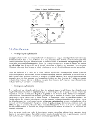 © UMVF - Université Médicale Virtuelle Francophone
Figure 1 : Cycle du Plasmodium
3.1. Chez l'homme
● Schizogonie pré-érythrocytaire
Les sporozoïtes inoculés par l’anophèle femelle lors de son repas sanguin restent pendant une trentaine de
minutes maximum dans la peau, la lymphe et le sang. Beaucoup sont détruits par les macrophages mais
certains parviennent à gagner les hépatocytes. Ils se transforment en schizontes pré-érythrocytaires ou «
corps bleus » (formes multinucléées) qui, après 7 à 15 jours de maturation, éclatent et libèrent des milliers
de mérozoïtes dans le sang (10 000 à 30 000 mérozoïtes en fonction des espèces). La schizogonie
hépatique est unique dans le cycle, la cellule hépatique ne pouvant être infectée que par des sporozoïtes.
Dans les infections à P. vivax et P. ovale, certains sporozoïtes intra-hépatiques restent quiescent
(hypnozoïtes) et sont responsables d’une schizogonie hépatique retardée, qui entraîne la libération dans le
sang de mérozoïtes plusieurs mois après la piqûre du moustique, expliquant ainsi les reviviscences tardives
observées avec ces deux espèces. Les hypnozoïtes n’existent pas dans l’infection à P. falciparum (pas de
rechute) et ils n’ont pas été mis en évidence non plus dans l’infection à P. malariae, malgré l’existence de
rechutes tardives, ni-semble-t-il pour P. knowlesi.
● Schizogonie érythrocytaire
Très rapidement les mérozoïtes pénètrent dans les globules rouges. La pénétration du mérozoïte dans
l’érythrocyte et sa maturation en trophozoïte puis en schizonte prend 24, 48 ou 72 heures (en fonction de
l’espèce) et conduit à la destruction du globule rouge hôte et à la libération de 8 à 32 nouveaux mérozoïtes.
Ces mérozoïtes pénètrent dans de nouveaux globules rouges et débutent un nouveau cycle de réplication.
Cette partie du cycle correspond à la phase clinique : la parasitémie s’élève, le sujet devient fébrile, c’est
l’accès palustre. En l’absence de traitement, tous les parasites évoluent progressivement au même rythme
(on dit qu’ils deviennent synchrones), tous les schizontes érythrocytaires arrivent à maturation au même
moment, entraînant la destruction d’un grand nombre de globules rouges de manière périodique, toutes les
24 heures (pour P. knowlesi), 48 heures (fièvre tierce de P. falciparum, P. vivax ou P. ovale) ou toutes les 72
heures (fièvre quarte de P. malariae). En pratique on observe que la fièvre de tierce due à P. falciparum est
rarement synchrone.
Après un certain nombre de cycles érythrocytaires, certains mérozoïtes subissent une maturation d’une
dizaine de jours, accompagnée d’une différenciation sexuée : ils se transforment en gamétocytes à potentiel
mâle ou femelle, qui vont rester en circulation dans le sang pendant 10 à 15 jours.
7
 