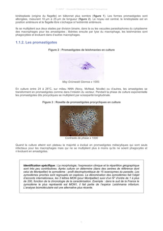 © UMVF - Université Médicale Virtuelle Francophone
kinétoplaste (origine du flagelle) en bâtonnet plus sombre (figure 1). Les formes promastigotes sont
allongées, mesurant 10 µm à 25 µm de longueur (figure 2). Le noyau est central, le kinétoplaste est en
position antérieure et le flagelle libre s’échappe à l’extrémité antérieure.
Ils se multiplient aux deux stades par division binaire, dans la ou les vacuoles parasitophores du cytoplasme
des macrophages pour les amastigotes ; libérées ensuite par lyse du macrophage, les leishmanies sont
phagocytées et évoluent dans d’autres macrophages.
1.1.2. Les promastigotes
Figure 2 : Promastigotes de leishmanies en culture
May Grünwald Giemsa x 1000.
En culture entre 24 à 28°C, sur milieu NNN (Novy, McNeal, Nicolle) ou d’autres, les amastigotes se
transforment en promastigotes comme dans l’intestin du vecteur. Pendant la phase de culture exponentielle
les promastigotes dits procycliques se multiplient par scissiparité longitudinale.
Figure 3 : Rosette de promastigotes procycliques en culture
Contraste de phase x 1000
Quand la culture atteint son plateau la majorité a évolué en promastigotes métacyliques qui sont seuls
infectieux pour les macrophages mais qui ne se multiplient plus à moins qu’ils ne soient phagocytés et
n’évoluent en amastigotes.
Identification spécifique : La morphologie, l’expression clinique et la répartition géographique
sont très peu contributives. Après culture on détermine (dans des centres de référence dont
celui de Montpellier) le zymodème : profil électrophorétique de 15 isoenzymes du parasite. Les
zymodèmes proches sont regroupés en espèces. La dénomination des zymodèmes fait l’objet
d’accords internationaux, les 3 lettres MON (pour Montpellier) suivi d’un N° d’ordre de 1 à plus
de 200, fonction de la chronologie de la caractérisation. Exemple : dans le sud de la France le
zymodème le plus représenté est MON1, il fait partie de l’espèce Leishmania infantum.
L’analyse biomoléculaire est une alternative plus récente.
5
 
