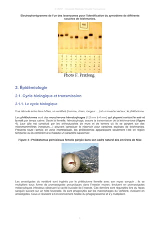 © UMVF - Université Médicale Virtuelle Francophone
Electrophorégramme de l’un des isoenzymes pour l’identification du zymodème de différents
souches de leishmanies.
2. Épidémiologie
2.1. Cycle biologique et transmission
2.1.1. Le cycle biologique
Il se déroule entre deux hôtes, un vertébré (homme, chien, rongeur….) et un insecte vecteur, le phlébotome.
Les phlébotomes sont des moucherons hématophages (1,5 mm à 4 mm) qui piquent surtout le soir et
la nuit par temps calme. Seule la femelle, hématophage, assure la transmission de la leishmaniose (figure
4). Leur gîte est constitué par les anfractuosités de murs et de terriers où ils se gorgent sur des
micromammifères (rongeurs…) pouvant constituer le réservoir pour certaines espèces de leishmanies.
Présents toute l’année en zone intertropicale, les phlébotomes apparaissent seulement l’été en région
tempérée où ils confèrent à la maladie un caractère saisonnier.
Figure 4 : Phlébotomus perniciosus femelle gorgée dans son cadre naturel des environs de Nice
Les amastigotes du vertébré sont ingérés par le phlébotome femelle avec son repas sanguin ; ils se
multiplient sous forme de promastigotes procycliques dans l’intestin moyen, évoluent en promastigotes
métacycliques infectieux obstruant la cavité buccale de l’insecte. Ces derniers sont régurgités lors du repas
sanguin suivant sur un hôte favorable. Ils sont phagocytés par les macrophages du vertébré, évoluent en
amastigotes. Ceux-ci résistent à l’environnement hostile du phagolysosome et s’y multiplient.
6
 