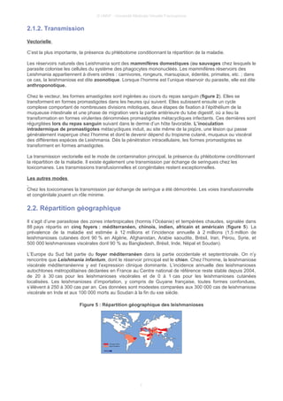 © UMVF - Université Médicale Virtuelle Francophone
2.1.2. Transmission
Vectorielle
C’est la plus importante, la présence du phlébotome conditionnant la répartition de la maladie.
Les réservoirs naturels des Leishmania sont des mammifères domestiques (ou sauvages chez lesquels le
parasite colonise les cellules du système des phagocytes mononucléés. Les mammifères réservoirs des
Leishmania appartiennent à divers ordres : carnivores, rongeurs, marsupiaux, édentés, primates, etc. ; dans
ce cas, la leishmaniose est dite zoonotique. Lorsque l’homme est l’unique réservoir du parasite, elle est dite
anthroponotique.
Chez le vecteur, les formes amastigotes sont ingérées au cours du repas sanguin (figure 2). Elles se
transforment en formes promastigotes dans les heures qui suivent. Elles subissent ensuite un cycle
complexe comportant de nombreuses divisions mitotiques, deux étapes de fixation à l’épithélium de la
muqueuse intestinale et une phase de migration vers la partie antérieure du tube digestif, où a lieu la
transformation en formes virulentes dénommées promastigotes métacycliques infectants. Ces dernières sont
régurgitées lors du repas sanguin suivant dans le derme d’un hôte favorable. L’inoculation
intradermique de promastigotes métacycliques induit, au site même de la piqûre, une lésion qui passe
généralement inaperçue chez l’homme et dont le devenir dépend du tropisme cutané, muqueux ou viscéral
des différentes espèces de Leishmania. Dès la pénétration intracellulaire, les formes promastigotes se
transforment en formes amastigotes.
La transmission vectorielle est le mode de contamination principal, la présence du phlébotome conditionnant
la répartition de la maladie. Il existe également une transmission par échange de seringues chez les
toxicomanes. Les transmissions transfusionnelles et congénitales restent exceptionnelles.
Les autres modes
Chez les toxicomanes la transmission par échange de seringue a été démontrée. Les voies transfusionnelle
et congénitale jouent un rôle minime.
2.2. Répartition géographique
Il s’agit d’une parasitose des zones intertropicales (hormis l’Océanie) et tempérées chaudes, signalée dans
88 pays répartis en cinq foyers : méditerranéen, chinois, indien, africain et américain (figure 5). La
prévalence de la maladie est estimée à 12 millions et l’incidence annuelle à 2 millions (1,5 million de
leishmanioses cutanées dont 90 % en Algérie, Afghanistan, Arabie saoudite, Brésil, Iran, Pérou, Syrie, et
500 000 leishmanioses viscérales dont 90 % au Bangladesh, Brésil, Inde, Népal et Soudan).
L’Europe du Sud fait partie du foyer méditerranéen dans la partie occidentale et septentrionale. On n’y
rencontre que Leishmania infantum, dont le réservoir principal est le chien. Chez l’homme, la leishmaniose
viscérale méditerranéenne y est l’expression clinique dominante. L’incidence annuelle des leishmanioses
autochtones métropolitaines déclarées en France au Centre national de référence reste stable depuis 2004,
de 20 à 30 cas pour les leishmanioses viscérales et de 0 à 1 cas pour les leishmanioses cutanées
localisées. Les leishmanioses d’importation, y compris de Guyane française, toutes formes confondues,
s’élèvent à 250 à 300 cas par an. Ces données sont modestes comparées aux 300 000 cas de leishmaniose
viscérale en Inde et aux 100 000 morts au Soudan à la fin du xxe siècle.
Figure 5 : Répartition géographique des leishmanioses
7
 