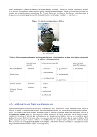 © UMVF - Université Médicale Virtuelle Francophone
taille, deviennent confluents et forment de larges plaques infiltrées. L’aspect du malade s’apparente à celui
d’un lépreux lépromateux, notamment au niveau du visage (aspect léonin). Cette forme de leishmaniose est
rebelle aux antileishmaniens classiques. En France (Guyane), on observe des formes cutanées dues à
L. guyanensis, s’accompagnant parfois de dissémination lymphatique nodulaire (« pian bois »).
Figure 15 : Leishmaniose cutanée diffuse
(L. aethiopica)
Tableau 1.Principales espèces de leishmanies classées selon l’espèce, la répartition géographique et
le tableau clinique principal
Leishmaniose
viscérale
Leishmaniose cutanée Leishmaniose
cutanéomuqueuse
Nouveau Monde
(Amériques)
L. infantum L. mexicana
L. amazonensis
L. venezuelensis
L. guyanensis
L. panamensis
L. peruviana
L. braziliensis
Ancien Monde
(Europe, Afrique,
Asie)
L. donovani
L. infantum
L. tropica
L. major
L. aethiopica
(L.infantum)
4.3. Leishmanioses Cutanéo-Muqueuses
Les leishmanioses cutanéomuqueuses sont surtout le fait de L. braziliensis. Cette affection évolue en deux
temps : la lésion cutanée initiale pouvant être ultérieurement suivie par une atteinte muqueuse secondaire,
après une phase quiescente qui peut être très longue. L’atteinte muqueuse, lorsqu’elle se produit, débute à
la muqueuse nasale avec un granulome qui siège souvent à la partie antérieure de la cloison nasale,
rapidement envahie et détruite. La perforation qui en résulte est considérée comme un symptôme quasi
pathognomonique de leishmaniose cutanéomuqueuse. Lorsque la destruction de la cloison s’étend à la
partie osseuse, le nez du malade s’affaisse et prend la forme de « nez de tapir ». L’extension peut ensuite se
faire au niveau de la muqueuse buccale et du larynx. Cette forme clinique peut aboutir à de spectaculaires
et gravissimes destructions du massif facial (espundia).
12
 