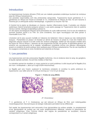 © UMVF - Université Médicale Virtuelle Francophone
Introduction
La trypanosomose humaine africaine (THA) est une maladie parasitaire endémique touchant de nombreux
pays de l’Afrique Subsaharienne.
Les parasites responsables sont des protozoaires sanguicoles, Trypanosoma brucei gambiense (T. b.
gambiense) en Afrique de l’Ouest et Centrale et T.b. rhodesiense en Afrique de l’Est. Ils sont transmis à
l’homme par un arthropode vecteur hématophage : la glossine ou mouche Tsé-Tsé.
A l’endroit de la piqûre se développe un chancre, réaction inflammatoire locale. Il précède une infection
systémique d’abord lymphatico-sanguine (phase I), puis après passage du Trypanosome dans le système
nerveux central, méningo-encéphalitique (phase II).
Un des signes neurologiques fréquent est la perturbation du cycle veille-sommeil, d’où le nom de maladie du
sommeil autrefois donné à la THA. En zone d’endémie, tout signe neurologique doit faire penser à
l’éventualité d’une THA.
L’évolution est le plus souvent mortelle en l’absence de traitement. Celui-ci repose sur des médicaments
toxiques : Pentamidine en phase I et Arsobal (un dérivé de l’arsenic en phase II). C’est dire l’intérêt d’un
diagnostic précoce associé à la lutte contre les vecteurs (piégeage), réalisé par des équipes mobiles dans
les foyers de THA en Afrique. L’abandon de ces programmes de lutte, les guerres, le désintérêt général, ont
entraîné une recrudescence de la maladie, actuellement considérée comme une affection réémergente,
posant un problème de santé publique dans quelques pays d’Afrique subsaharienne. Peu de cas importés et
de voyageurs contaminés en zone d’endémie sont observés en Europe.
1. Les parasites
Les trypanosomes sont des protozoaires flagellés fusiformes, mis en évidence dans le sang, les ganglions,
le liquide céphalo-rachidien. Ils sont très mobiles à l’état frais.
La coloration permet de visualiser un noyau central et un point postérieur à côté duquel part le flagelle (d’où
son nom « kinétoplaste », alors qu’il s’agit d’ADN mitochondrial).
Le flagelle part vers l’avant, soulevant la membrane ondulante et constitue la partie antérieure du
trypanosome. Leur taille varie de 12 à 42 µm de long sur 1,5 à 3,5 µm de large.
Figure 1 : Frottis de sang (MGG)
(P. Vincendeau)
T. b. gambiense, et T. b. rhodesiense, qui est retrouvé en Afrique de l’Est, sont indistinguables
morphologiquement. Des techniques de biologie moléculaire permettent de les différencier.
Fait capital, les trypanosomes sont recouverts d’une glycoprotéine de surface variable. Le remplacement
d’une glycoprotéine de surface par une autre antigéniquement différente, entraîne le phénomène de
variation antigénique. Chez l’homme infecté, des vagues de parasitémies se succèdent, chacune
correspondant à un variant antigénique.
4
 