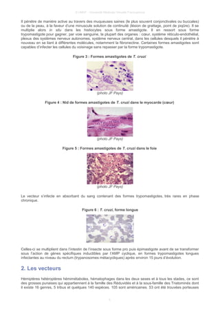 © UMVF - Université Médicale Virtuelle Francophone
Il pénètre de manière active au travers des muqueuses saines (le plus souvent conjonctivales ou buccales)
ou de la peau, à la faveur d’une minuscule solution de continuité (lésion de grattage, point de piqûre). Il se
multiplie alors in situ dans les histiocytes sous forme amastigote. Il en ressort sous forme
trypomastigote pour gagner, par voie sanguine, la plupart des organes : cœur, système réticulo-endothélial,
plexus des systèmes nerveux autonomes, système nerveux central, dans les cellules desquels il pénètre à
nouveau en se liant à différentes molécules, notamment la fibronectine. Certaines formes amastigotes sont
capables d’infecter les cellules du voisinage sans repasser par la forme trypomastigote.
Figure 3 : Formes amastigotes de T. cruzi
(photo JF Pays)
Figure 4 : Nid de formes amastigotes de T. cruzi dans le myocarde (cœur)
(photo JF Pays)
Figure 5 : Formes amastigotes de T. cruzi dans le foie
(photo JF Pays)
Le vecteur s’infecte en absorbant du sang contenant des formes trypomastigotes, très rares en phase
chronique.
Figure 6 : T. cruzi, forme longue
Celles-ci se multiplient dans l’intestin de l’insecte sous forme pro puis épimastigote avant de se transformer
sous l’action de gènes spécifiques inductibles par l’AMP cyclique, en formes trypomastigotes longues
infectantes au niveau du rectum (trypanosomes métacycliques) après environ 15 jours d’évolution.
2. Les vecteurs
Hémiptères hétéroptères hémimétaboles, hématophages dans les deux sexes et à tous les stades, ce sont
des grosses punaises qui appartiennent à la famille des Réduvidés et à la sous-famille des Triatominés dont
il existe 16 genres, 5 tribus et quelques 140 espèces. 105 sont américaines. 53 ont été trouvées porteuses
5
 