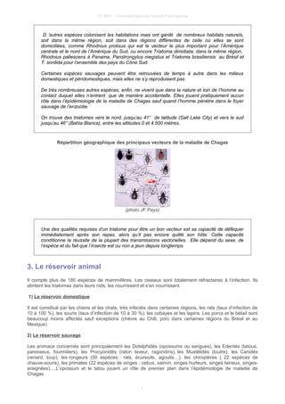 © UMVF - Université Médicale Virtuelle Francophone
D ’autres espèces colonisent les habitations mais ont gardé de nombreux habitats naturels,
soit dans la même région, soit dans des régions différentes de celle où elles se sont
domiciliées, comme Rhodnius prolixus qui est le vecteur le plus important pour l’Amérique
centrale et le nord de l’Amérique du Sud, ou encore Triatoma dimidiata, dans la même région,
Rhodnius pallescens à Panama, Panstrongylus megistus et Triatoma brasiliensis au Brésil et
T. sordida pour l’ensemble des pays du Cône Sud.
Certaines espèces sauvages peuvent être retrouvées de temps à autre dans les milieux
domestiques et péridomestiques, mais elles ne s’y reproduisent pas.
De très nombreuses autres espèces, enfin, ne vivent que dans la nature et loin de l’homme au
contact duquel elles n’entrent que de manière accidentelle. Elles jouent pratiquement aucun
rôle dans l’épidémiologie de la maladie de Chagas sauf quand l’homme pénètre dans le foyer
sauvage de l’enzootie.
On trouve des triatomes vers le nord, jusqu’au 41° de latitude (Salt Lake City) et vers le sud
jusqu’au 46° (Bahia Blanca), entre les altitudes 0 et 4.500 mètres.
Répartition géographique des principaux vecteurs de la maladie de Chagas
(photo JF Pays)
Une des qualités requises d’un triatome pour être un bon vecteur est sa capacité de déféquer
immédiatement après son repas, alors qu’il pas encore quitté son hôte. Cette capacité
conditionne la réussite de la plupart des transmissions vectorielles. Elle dépend du sexe, de
l’espèce et du fait que l’insecte est ou non a jeun depuis longtemps.
3. Le réservoir animal
Il compte plus de 180 espèces de mammifères. Les oiseaux sont totalement réfractaires à l’infection. Ils
abritent les triatomes dans leurs nids, les nourrissent et s’en nourrissent.
1) Le réservoir domestique
Il est constitué par les chiens et les chats, très infectés dans certaines régions, les rats (taux d’infection de
10 à 100 %), les souris (taux d’infection de 10 à 30 %), les cobayes et les lapins. Les porcs et le bétail sont
beaucoup moins affectés sauf exceptions (chèvre au Chili, porc dans certaines régions du Brésil et au
Mexique)
2) Le réservoir sauvage
Les animaux concernés sont principalement les Didelphidés (opossums ou sarigues), les Edentés (tatous,
paresseux, fourmiliers), les Procyonidés (raton laveur, ragondins), les Mustélidés (loutre), les Canidés
(renard, loup), les rongeurs (50 espèces : rats, écureuils, agoutis…), les chiroptères ( 22 espèces de
chauve-souris), les primates (22 espèces de singes : cebus, saimiri, singes hurleurs, singes laineux, singes-
araignées)….L’opossum et le tatou jouent un rôle de premier plan dans l’épidémiologie de maladie de
Chagas
7
 