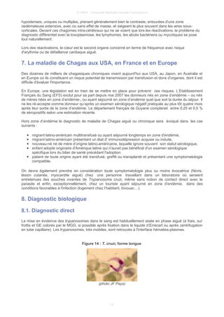 © UMVF - Université Médicale Virtuelle Francophone
hypodenses, uniques ou multiples, prenant généralement bien le contraste, entourées d'une zone
oedémateuse extensive, avec ou sans effet de masse, et siégeant le plus souvent dans les aires sous-
corticales. Devant ces chagomes intra-cérébraux qui ne se voient que lors les réactivations, le problème du
diagnostic différentiel avec la toxoplasmose, les lymphomes, les abcès bactériens ou mycotiques se pose
tout naturellement.
Lors des réactivations, le cœur est le second organe concerné en terme de fréquence avec risque
d'arythmie ou de défaillance cardiaque aiguë.
7. La maladie de Chagas aux USA, en France et en Europe
Des dizaines de milliers de chagasiques chroniques vivent aujourd'hui aux USA, au Japon, en Australie et
en Europe où ils constituent un risque potentiel de transmission par transfusion et dons d'organes, dont il est
difficile d'évaluer l'importance.
En Europe, une législation est en train de se mettre en place pour prévenir ces risques. L’Etablissement
Français du Sang (EFS) exclut pour sa part depuis mai 2007 les donneurs nés en zone d’endémie – ou nés
de mères nées en zone d’endémie-, ou ayant séjourné en zone d’endémie quel que soit la durée du séjour. Il
ne les ré-accepte comme donneur qu’après un examen sérologique négatif pratiquée au plus tôt quatre mois
après leur sortie de la zone d’endémie. Le département français de Guyane compterait entre 0,25 et 0,5 %
de séropositifs selon une estimation récente.
Hors zone d’endémie le diagnostic de maladie de Chagas aiguë ou chronique sera évoqué dans les cas
suivants :
● migrant latino-américain multitransfusé ou ayant séjourné longtemps en zone d'endémie,
● migrant latino-américain présentant un état d' immunodépression acquise ou induite,
● nouveau-né né de mère d’origine latino-américaine, laquelle ignore souvent son statut sérologique,
● enfant adopté originaire d'Amérique latine qui n'aurait pas bénéficié d'un examen sérologique
spécifique lors du bilan de santé précédant l'adoption.
● patient de toute origine ayant été transfusé, greffé ou transplanté et présentant une symptomatologie
compatible.
On devra également prendre en considération toute symptomatologie plus ou moins évocatrice (fièvre,
lésion cutanée, myocardite aiguë) chez une personne travaillant dans un laboratoire où seraient
entretenues des souches vivantes de Trypanosoma cruzi, même sans notion de contact direct avec le
parasite et enfin, exceptionnellement, chez un touriste ayant séjourné en zone d'endémie, dans des
conditions favorables à l'infection (logement chez l’habitant, bivouac…).
8. Diagnostic biologique
8.1. Diagnostic direct
La mise en évidence des trypanosomes dans le sang est habituellement aisée en phase aiguë (à frais, sur
frottis et GE colorés par le MGG, si possible après fixation dans le liquide d’Errecart ou après centrifugation
en tube capillaire). Les trypanosomes, très mobiles, sont retrouvés à l'interface hématies-plasmas.
Figure 14 : T. cruzi, forme longue
(photo JF Pays)
13
 