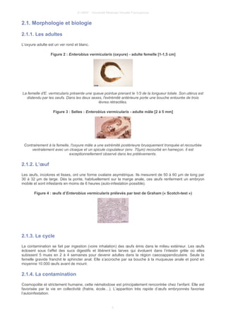 © UMVF - Université Médicale Virtuelle Francophone
2.1. Morphologie et biologie
2.1.1. Les adultes
L’oxyure adulte est un ver rond et blanc.
Figure 2 : Enterobius vermicularis (oxyure) - adulte femelle [1-1,5 cm]
La femelle d'E. vermicularis présente une queue pointue prenant le 1/3 de la longueur totale. Son utérus est
distendu par les oeufs. Dans les deux sexes, l'extrémité antérieure porte une bouche entourée de trois
lèvres rétractiles.
Figure 3 : Selles : Enterobius vermicularis - adulte mâle [2 à 5 mm]
Contrairement à la femelle, l'oxyure mâle a une extrémité postérieure brusquement tronquée et recourbée
ventralement avec un cloaque et un spicule copulateur (env. 70µm) recourbé en hameçon. Il est
exceptionnellement observé dans les prélèvements.
2.1.2. L’œuf
Les œufs, incolores et lisses, ont une forme ovalaire asymétrique. Ils mesurent de 50 à 60 µm de long par
30 à 32 µm de large. Dès la ponte, habituellement sur la marge anale, ces œufs renferment un embryon
mobile et sont infestants en moins de 6 heures (auto-infestation possible).
Figure 4 : œufs d’Enterobius vermicularis prélevés par test de Graham (« Scotch-test »)
2.1.3. Le cycle
La contamination se fait par ingestion (voire inhalation) des œufs émis dans le milieu extérieur. Les œufs
éclosent sous l’effet des sucs digestifs et libèrent les larves qui évoluent dans l’intestin grêle où elles
subissent 5 mues en 2 à 4 semaines pour devenir adultes dans la région caecoappendiculaire. Seule la
femelle gravide franchit le sphincter anal. Elle s’accroche par sa bouche à la muqueuse anale et pond en
moyenne 10.000 œufs avant de mourir.
2.1.4. La contamination
Cosmopolite et strictement humaine, cette nématodose est principalement rencontrée chez l’enfant. Elle est
favorisée par la vie en collectivité (fratrie, école…). L’apparition très rapide d’œufs embryonnés favorise
l’autoinfestation.
4
 