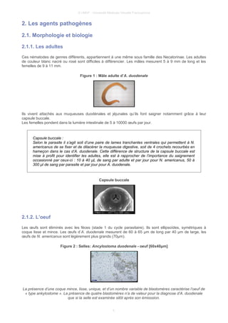 © UMVF - Université Médicale Virtuelle Francophone
2. Les agents pathogènes
2.1. Morphologie et biologie
2.1.1. Les adultes
Ces nématodes de genres différents, appartiennent à une même sous famille des Necatorinae. Les adultes
de couleur blanc nacré ou rosé sont difficiles à différencier. Les mâles mesurent 5 à 9 mm de long et les
femelles de 9 à 11 mm.
Figure 1 : Mâle adulte d’A. duodenale
Ils vivent attachés aux muqueuses duodénales et jéjunales qu’ils font saigner notamment grâce à leur
capsule buccale.
Les femelles pondent dans la lumière intestinale de 5 à 10000 œufs par jour.
Capsule buccale :
Selon le parasite il s’agit soit d’une paire de lames tranchantes ventrales qui permettent à N.
americanus de se fixer et de dilacérer la muqueuse digestive, soit de 4 crochets recourbés en
hameçon dans le cas d’A. duodenale. Cette différence de structure de la capsule buccale est
mise à profit pour identifier les adultes, elle est à rapprocher de l’importance du saignement
occasionné par ceux-ci : 10 à 40 µL de sang par adulte et par jour pour N. americanus, 50 à
300 µl de sang par parasite et par jour pour A. duodenale.
Capsule buccale
2.1.2. L’oeuf
Les œufs sont éliminés avec les fèces (stade 1 du cycle parasitaire). Ils sont ellipsoïdes, symétriques à
coque lisse et mince. Les œufs d’A. duodenale mesurent de 60 à 65 µm de long par 40 µm de large, les
œufs de N. americanus sont légèrement plus grands (70µm).
Figure 2 : Selles: Ancylostoma duodenale - oeuf [60x40μm]
La présence d’une coque mince, lisse, unique, et d’un nombre variable de blastomères caractérise l’oeuf de
« type ankylostome ». La présence de quatre blastomères n’a de valeur pour la diagnose d’A. duodenale
que si la selle est examinée sitôt après son émisssion.
4
 