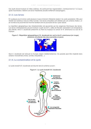 © UMVF - Université Médicale Virtuelle Francophone
Ces œufs doivent évoluer en milieu extérieur. Ils continuent leur segmentation, s’embryonnent et 1 à 2 jours
après l’exonération, libèrent une larve rhabditoïde (double renflement oesophagien).
2.1.3. Les larves
En quelques jours la larve subit plusieurs mues et devient infestante (stade 2 du cycle parasitaire). Elle peut
résister de nombreux mois en milieu humide. Ces larves enkystées sont attirées par une certaine chaleur, un
air humide et la proximité de l’homme facilitant ainsi la poursuite de leur cycle naturel.
La répartition géographique des Ankylostomidés est gouvernée par les exigences thermiques des larves.
Les larves d’Ankylostomes peuvent évoluer à partir de 22°C, celles de Necator nécessitent une température
plus élevée. Ainsi A. duodenale prédomine au Nord du tropique du cancer et N. americanus au sud de ce
tropique.
Figure 3 : Répartition géographique d’A. duodenale (en vert) et de N. americanus (en rouge),
présence simultanée des deux parasites en jaune
Seul A. duodenale est retrouvé en Europe (région méditerranéenne). Ce parasite peut être implanté dans
certains microclimats (mines, tunnels, briqueteries…).
2.1.4. La contamination et le cycle
Le cycle évolutif d’A. duodenale est résumé dans le schéma suivant :
Figure 4 : Le cycle évolutif d’A. duodenale
5
 
