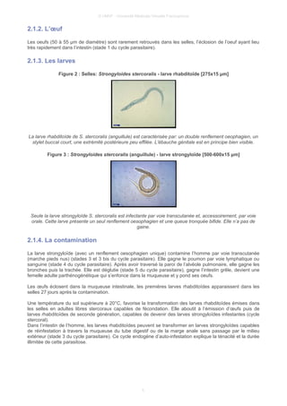 © UMVF - Université Médicale Virtuelle Francophone
2.1.2. L’œuf
Les oeufs (50 à 55 µm de diamètre) sont rarement retrouvés dans les selles, l’éclosion de l’oeuf ayant lieu
très rapidement dans l’intestin (stade 1 du cycle parasitaire).
2.1.3. Les larves
Figure 2 : Selles: Strongyloides stercoralis - larve rhabditoïde [275x15 μm]
La larve rhabditoïde de S. stercoralis (anguillule) est caractérisée par: un double renflement oeophagien, un
stylet buccal court, une extrémité postérieure peu effilée. L'ébauche génitale est en principe bien visible.
Figure 3 : Strongyloides stercoralis (anguillule) - larve strongyloïde [500-600x15 μm]
Seule la larve strongyloïde S. stercoralis est infectante par voie transcutanée et, accessoirement, par voie
orale. Cette larve présente un seul renflement oesophagien et une queue tronquée bifide. Elle n’a pas de
gaine.
2.1.4. La contamination
La larve strongyloïde (avec un renflement oesophagien unique) contamine l’homme par voie transcutanée
(marche pieds nus) (stades 3 et 3 bis du cycle parasitaire). Elle gagne le poumon par voie lymphatique ou
sanguine (stade 4 du cycle parasitaire). Après avoir traversé la paroi de l’alvéole pulmonaire, elle gagne les
bronches puis la trachée. Elle est déglutie (stade 5 du cycle parasitaire), gagne l’intestin grêle, devient une
femelle adulte parthénogénétique qui s’enfonce dans la muqueuse et y pond ses oeufs.
Les œufs éclosent dans la muqueuse intestinale, les premières larves rhabditoïdes apparaissent dans les
selles 27 jours après la contamination.
Une température du sol supérieure à 20°C, favorise la transformation des larves rhabditoïdes émises dans
les selles en adultes libres stercoraux capables de fécondation. Elle aboutit à l’émission d’œufs puis de
larves rhabditoïdes de seconde génération, capables de devenir des larves strongyloïdes infestantes (cycle
stercoral).
Dans l’intestin de l’homme, les larves rhabditoïdes peuvent se transformer en larves strongyloïdes capables
de réinfestation à travers la muqueuse du tube digestif ou de la marge anale sans passage par le milieu
extérieur (stade 3 du cycle parasitaire). Ce cycle endogène d’auto-infestation explique la ténacité et la durée
illimitée de cette parasitose.
5
 