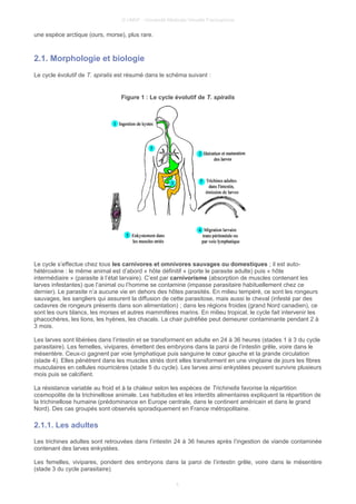 © UMVF - Université Médicale Virtuelle Francophone
une espèce arctique (ours, morse), plus rare.
2.1. Morphologie et biologie
Le cycle évolutif de T. spiralis est résumé dans le schéma suivant :
Figure 1 : Le cycle évolutif de T. spiralis
Le cycle s’effectue chez tous les carnivores et omnivores sauvages ou domestiques ; il est auto-
hétéroxène : le même animal est d’abord « hôte définitif » (porte le parasite adulte) puis « hôte
intermédiaire » (parasite à l’état larvaire). C’est par carnivorisme (absorption de muscles contenant les
larves infestantes) que l’animal ou l’homme se contamine (impasse parasitaire habituellement chez ce
dernier). Le parasite n’a aucune vie en dehors des hôtes parasités. En milieu tempéré, ce sont les rongeurs
sauvages, les sangliers qui assurent la diffusion de cette parasitose, mais aussi le cheval (infesté par des
cadavres de rongeurs présents dans son alimentation) ; dans les régions froides (grand Nord canadien), ce
sont les ours blancs, les morses et autres mammifères marins. En milieu tropical, le cycle fait intervenir les
phacochères, les lions, les hyènes, les chacals. La chair putréfiée peut demeurer contaminante pendant 2 à
3 mois.
Les larves sont libérées dans l’intestin et se transforment en adulte en 24 à 36 heures (stades 1 à 3 du cycle
parasitaire). Les femelles, vivipares, émettent des embryons dans la paroi de l’intestin grêle, voire dans le
mésentère. Ceux-ci gagnent par voie lymphatique puis sanguine le cœur gauche et la grande circulation
(stade 4). Elles pénètrent dans les muscles striés dont elles transforment en une vingtaine de jours les fibres
musculaires en cellules nourricières (stade 5 du cycle). Les larves ainsi enkystées peuvent survivre plusieurs
mois puis se calcifient.
La résistance variable au froid et à la chaleur selon les espèces de Trichinella favorise la répartition
cosmopolite de la trichinellose animale. Les habitudes et les interdits alimentaires expliquent la répartition de
la trichinellose humaine (prédominance en Europe centrale, dans le continent américain et dans le grand
Nord). Des cas groupés sont observés sporadiquement en France métropolitaine.
2.1.1. Les adultes
Les trichines adultes sont retrouvées dans l’intestin 24 à 36 heures après l’ingestion de viande contaminée
contenant des larves enkystées.
Les femelles, vivipares, pondent des embryons dans la paroi de l’intestin grêle, voire dans le mésentère
(stade 3 du cycle parasitaire).
4
 