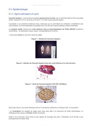 © UMVF - Université Médicale Virtuelle Francophone
2.1. Epidémiologie
2.1.1. Agent pathogène et cycle
Fasciola hepatica , communément appelée grande douve du foie, est un helminthe plat en forme de petite
feuille, mesurant 2 à 3 cm de long sur environ 1 cm dans sa plus grande largeur.
Il possède à son extrémité antérieure deux ventouses qui lui permettent de s'attacher à l'épithélium des
voies biliaires. Il est hermaphrodite et possède donc à la fois des organes génitaux mâles et femelles.
Le parasite adulte colonise les voies biliaires intra et extra-hépatiques de l'hôte définitif (nombreux
mammifères – en particulier mouton, bœuf - accidentellement l'homme).
- Il pond des oeufs qui sont émis dans les selles.
Figure 1 : Adultes de Fasciola hepatica
Figure 2 : Adultes de Fasciola hepatica dans les voies biliaires d’un foie de bovin
Figure 3 : Oeuf de Fasciola hepatica (130-150 x 60-90µm)
Dans l'eau douce, ces oeufs s'embryonnent en 3 semaines et libèrent un embryon cilié : le miracidium.
- Le miracidium est capable de nager dans l'eau pour aller à la rencontre de l'hôte intermédiaire: un
mollusque d'eau douce, la limnée (Galba truncatula).
Celle-ci vit le long des cours d'eau et des rigoles de drainage des prés. L'infestation de la limnée a lieu
principalement en début d'été.
5
 