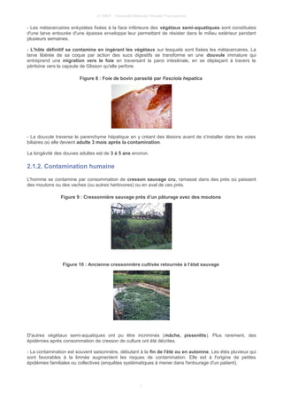 © UMVF - Université Médicale Virtuelle Francophone
- Les métacercaires enkystées fixées à la face inférieure des végétaux semi-aquatiques sont constituées
d'une larve entourée d'une épaisse enveloppe leur permettant de résister dans le milieu extérieur pendant
plusieurs semaines.
- L'hôte définitif se contamine en ingérant les végétaux sur lesquels sont fixées les métacercaires. La
larve libérée de sa coque par action des sucs digestifs se transforme en une douvule immature qui
entreprend une migration vers le foie en traversant la paroi intestinale, en se déplaçant à travers le
péritoine vers la capsule de Glisson qu'elle perfore.
Figure 8 : Foie de bovin parasité par Fasciola hepatica
- La douvule traverse le parenchyme hépatique en y créant des lésions avant de s'installer dans les voies
biliaires où elle devient adulte 3 mois après la contamination.
La longévité des douves adultes est de 3 à 5 ans environ.
2.1.2. Contamination humaine
L'homme se contamine par consommation de cresson sauvage cru, ramassé dans des prés où paissent
des moutons ou des vaches (ou autres herbivores) ou en aval de ces prés.
Figure 9 : Cressonnière sauvage près d’un pâturage avec des moutons
Figure 10 : Ancienne cressonnière cultivée retournée à l’état sauvage
D'autres végétaux semi-aquatiques ont pu être incriminés (mâche, pissenlits). Plus rarement, des
épidémies après consommation de cresson de culture ont été décrites.
- La contamination est souvent saisonnière, débutant à la fin de l'été ou en automne. Les étés pluvieux qui
sont favorables à la limnée augmentent les risques de contamination. Elle est à l'origine de petites
épidémies familiales ou collectives (enquêtes systématiques à mener dans l'entourage d'un patient).
7
 