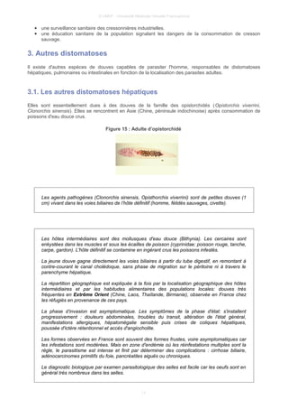 © UMVF - Université Médicale Virtuelle Francophone
● une surveillance sanitaire des cressonnières industrielles.
● une éducation sanitaire de la population signalant les dangers de la consommation de cresson
sauvage.
3. Autres distomatoses
Il existe d'autres espèces de douves capables de parasiter l'homme, responsables de distomatoses
hépatiques, pulmonaires ou intestinales en fonction de la localisation des parasites adultes.
3.1. Les autres distomatoses hépatiques
Elles sont essentiellement dues à des douves de la famille des opistorchidés (Opistorchis viverrini,
Clonorchis sinensis). Elles se rencontrent en Asie (Chine, péninsule indochinoise) après consommation de
poissons d'eau douce crus.
Figure 15 : Adulte d’opistorchidé
Les agents pathogènes (Clonorchis sinensis, Opisthorchis viverrini) sont de petites douves (1
cm) vivant dans les voies biliaires de l’hôte définitif (homme, félidés sauvages, civette).
Les hôtes intermédiaires sont des mollusques d'eau douce (Bithynia). Les cercaires sont
enkystées dans les muscles et sous les écailles de poisson (cyprinidae: poisson rouge, tanche,
carpe, gardon). L'hôte définitif se contamine en ingérant crus les poissons infestés.
La jeune douve gagne directement les voies biliaires à partir du tube digestif, en remontant à
contre-courant le canal cholédoque, sans phase de migration sur le péritoine ni à travers le
parenchyme hépatique.
La répartition géographique est expliquée à la fois par la localisation géographique des hôtes
intermédiaires et par les habitudes alimentaires des populations locales: douves très
fréquentes en Extrême Orient (Chine, Laos, Thaïlande, Birmanie), observée en France chez
les réfugiés en provenance de ces pays.
La phase d’invasion est asymptomatique. Les symptômes de la phase d'état: s'installent
progressivement : douleurs abdominales, troubles du transit, altération de l'état général,
manifestations allergiques, hépatomégalie sensible puis crises de coliques hépatiques,
poussée d'ictère rétentionnel et accès d'angiocholite.
Les formes observées en France sont souvent des formes frustes, voire asymptomatiques car
les infestations sont modérées. Mais en zone d'endémie où les réinfestations multiples sont la
règle, le parasitisme est intense et finit par déterminer des complications : cirrhose biliaire,
adénocarcinomes primitifs du foie, pancréatites aiguës ou chroniques.
Le diagnostic biologique par examen parasitologique des selles est facile car les oeufs sont en
général très nombreux dans les selles.
11
 