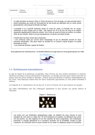 © UMVF - Université Médicale Virtuelle Francophone
guineensis veineux
périrectal
éperon
terminal
200/65µm
biopsies
rectales
Le mâle est blanc et mesure 10mm à 15mm de long sur 1mm de large. Le corps est plat mais il
paraît cylindrique par suute de l'enroulement de ses bords qui délimitent aini un canal (canal
gynécophore), dans lequel la femelle est logée.
Il possède 4 ou 5 grands testicules situés en avant du corps. La femelle est, en coupe,
cylindrique et plus longue que le mâle ; elle mesure de 15 à 29 mm de long et sa largeur
augmente régulièrement d’avant en arrière : de 0,1mm en avant à 0,2mm en arrière. La couleur
noire de son intestin, facile à voir par transparence, lui donne une teinte foncée.
Il existe dans les deux sexes deux ventouses :
• une ventouse orale qui s’ouvre dans l’œsophage et qui se dédouble ensuite en deux
branches intestinales. Ces deux tubes se soudent en un coecum unique borgne à la partie
terminale du corps.
• une ventouse ventrale, organe de fixation.
Accouplement de schistosomes : la femelle filiforme se loge dans le canal gynécophore du mâle
1.1. Schistosoma haematobium
Il s’agit de l’agent de la bilharziose uro-génitale. Chez l’homme, les vers adultes manifestent un tropisme
électif pour les plexus veineux périvésicaux et périrectaux. La femelle pond ses œufs à éperon terminal, en
paquet, dans les parois rectales et vésicales : certains œufs sont éliminés à l’extérieur essentiellement par
les urines, mais beaucoup restent dans les tissus avoisinants (granulomes) où sont parfois embolisés à
distance.
La longévité de S. haematobium est de plus de 10 ans et l’homme est le seul réservoir du parasite.
Les hôtes intermédiaires sont des mollusques appartenant le plus souvent aux genres Bulinus et
Physopsis.
Figure 1 : Bulinus sp
Les bulins ont une distribution géographique large, ils habitent les eaux douces et sont
capables de vivre dans un milieu sec. Ils sont herbivores et ovipares. Ils effectuent leur ponte
sur des pierres, sur des végétaux et sur les coquilles de leurs congénères. Ces mollusques
pulmonés à coquille globuleuse et à ouverture senestre ont la possibilité, lorsque le gîte
s’assèche, de s’enfoncer dans la boue humide et d’y rester en diapause jusqu’à la prochaine
5
 