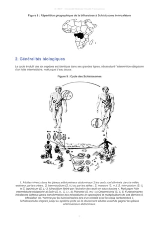 © UMVF - Université Médicale Virtuelle Francophone
Figure 8 : Répartition géographique de la bilharziose à Schistosoma intercalatum
2. Généralités biologiques
Le cycle évolutif des six espèces est identique dans ses grandes lignes, nécessitant l’intervention obligatoire
d’un hôte intermédiaire, mollusque d’eau douce.
Figure 9 : Cycle des Schistosomes
1. Adultes vivants dans les plexus artérioveineux abdominaux 2.les œufs sont éliminés dans le milieu
extérieur par les urines : S. haematobium (S. h.) ou par les selles : S. mansoni (S. m.), S. intercalatum (S. i.)
et S. japonicum (S. j.) 3. Miracidium libéré par l’éclosion des œufs en eaux douces 4. Mollusque hôte
intermédiaire obligatoire a) Bulin (S. h., S. i.) , b) Planorbe (S. m.) ; c) Oncomélania (S. j.) 5. Furcocercaires
infestantes obtenus après transformation des miracidiums en sporocytes et multiplications de ces derniers 6.
Infestation de l’homme par les furcocercaires lors d’un contact avec les eaux contaminées 7.
Schistosomules migrant jusqu’au système porte où ils deviennent adultes avant de gagner les plexus
artérioveineux abdominaux.
9
 