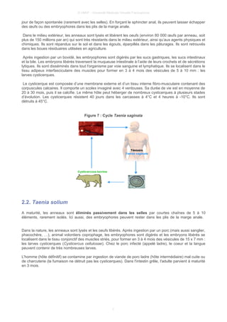 © UMVF - Université Médicale Virtuelle Francophone
jour de façon spontanée (rarement avec les selles). En forçant le sphincter anal, ils peuvent laisser échapper
des œufs ou des embryophores dans les plis de la marge anale.
Dans le milieu extérieur, les anneaux sont lysés et libèrent les oeufs (environ 80 000 œufs par anneau, soit
plus de 150 millions par an) qui sont très résistants dans le milieu extérieur, ainsi qu’aux agents physiques et
chimiques. Ils sont répandus sur le sol et dans les égouts, éparpillés dans les pâturages. Ils sont retrouvés
dans les boues résiduaires utilisées en agriculture.
Après ingestion par un bovidé, les embryophores sont digérés par les sucs gastriques, les sucs intestinaux
et la bile. Les embryons libérés traversent la muqueuse intestinale à l’aide de leurs crochets et de sécrétions
lytiques. Ils sont disséminés dans tout l'organisme par voie sanguine et lymphatique. Ils se localisent dans le
tissu adipeux interfasciculaire des muscles pour former en 3 à 4 mois des vésicules de 5 à 10 mm : les
larves cysticerques.
Le cysticerque est composée d’une membrane externe et d’un tissu interne fibro-musculaire contenant des
corpuscules calcaires. Il comporte un scolex invaginé avec 4 ventouses. Sa durée de vie est en moyenne de
20 à 30 mois, puis il se calcifie. Le même hôte peut héberger de nombreux cysticerques à plusieurs stades
d’évolution. Les cysticerques résistent 40 jours dans les carcasses à 4°C et 4 heures à -10°C. Ils sont
détruits à 45°C.
Figure 7 : Cycle Taenia saginata
2.2. Taenia solium
A maturité, les anneaux sont éliminés passivement dans les selles par courtes chaînes de 5 à 10
éléments, rarement isolés. Ici aussi, des embryophores peuvent rester dans les plis de la marge anale.
Dans la nature, les anneaux sont lysés et les oeufs libérés. Après ingestion par un porc (mais aussi sanglier,
phacochère, …), animal volontiers coprophage, les embryophores sont digérés et les embryons libérés se
localisent dans le tissu conjonctif des muscles striés, pour former en 3 à 4 mois des vésicules de 15 x 7 mm :
les larves cysticerques (Cysticercus cellulosae). Chez le porc infecté (appelé ladre), le coeur et la langue
peuvent contenir de très nombreuses larves.
L'homme (hôte définitif) se contamine par ingestion de viande de porc ladre (hôte intermédiaire) mal cuite ou
de charcuterie (la fumaison ne détruit pas les cysticerques). Dans l'intestin grêle, l'adulte parvient à maturité
en 3 mois.
7
 