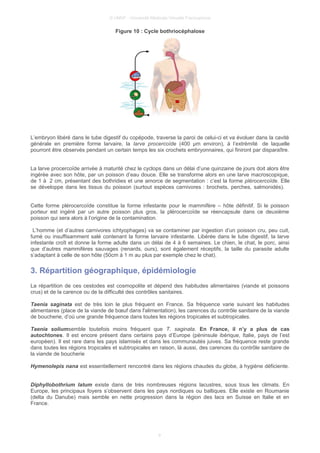 © UMVF - Université Médicale Virtuelle Francophone
Figure 10 : Cycle bothriocéphalose
L’embryon libéré dans le tube digestif du copépode, traverse la paroi de celui-ci et va évoluer dans la cavité
générale en première forme larvaire, la larve procercoïde (400 µm environ), à l’extrémité de laquelle
pourront être observés pendant un certain temps les six crochets embryonnaires, qui finiront par disparaître.
La larve procercoïde arrivée à maturité chez le cyclops dans un délai d’une quinzaine de jours doit alors être
ingérée avec son hôte, par un poisson d’eau douce. Elle se transforme alors en une larve macroscopique,
de 1 à 2 cm, présentant des bothridies et une amorce de segmentation : c’est la forme plérocercoïde. Elle
se développe dans les tissus du poisson (surtout espèces carnivores : brochets, perches, salmonidés).
Cette forme plérocercoïde constitue la forme infestante pour le mammifère – hôte définitif. Si le poisson
porteur est ingéré par un autre poisson plus gros, la plérocercoïde se réencapsule dans ce deuxième
poisson qui sera alors à l’origine de la contamination.
L’homme (et d’autres carnivores ichtyophages) va se contaminer par ingestion d’un poisson cru, peu cuit,
fumé ou insuffisamment salé contenant la forme larvaire infestante. Libérée dans le tube digestif, la larve
infestante croît et donne la forme adulte dans un délai de 4 à 6 semaines. Le chien, le chat, le porc, ainsi
que d’autres mammifères sauvages (renards, ours), sont également réceptifs, la taille du parasite adulte
s’adaptant à celle de son hôte (50cm à 1 m au plus par exemple chez le chat).
3. Répartition géographique, épidémiologie
La répartition de ces cestodes est cosmopolite et dépend des habitudes alimentaires (viande et poissons
crus) et de la carence ou de la difficulté des contrôles sanitaires.
Taenia saginata est de très loin le plus fréquent en France. Sa fréquence varie suivant les habitudes
alimentaires (place de la viande de bœuf dans l'alimentation), les carences du contrôle sanitaire de la viande
de boucherie, d’où une grande fréquence dans toutes les régions tropicales et subtropicales.
Taenia soliumsemble toutefois moins fréquent que T. saginata. En France, il n’y a plus de cas
autochtones. Il est encore présent dans certains pays d’Europe (péninsule ibérique, Italie, pays de l’est
européen). Il est rare dans les pays islamisés et dans les communautés juives. Sa fréquence reste grande
dans toutes les régions tropicales et subtropicales en raison, là aussi, des carences du contrôle sanitaire de
la viande de boucherie
Hymenolepis nana est essentiellement rencontré dans les régions chaudes du globe, à hygiène déficiente.
Diphyllobothrium latum existe dans de très nombreuses régions lacustres, sous tous les climats. En
Europe, les principaux foyers s’observent dans les pays nordiques ou baltiques. Elle existe en Roumanie
(delta du Danube) mais semble en nette progression dans la région des lacs en Suisse en Italie et en
France.
9
 