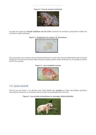 © UMVF - Université Médicale Virtuelle Francophone
Figure 3 : Foie de mouton contaminé
Le kyste est rempli d'un liquide hydatique eau de roche contenant de nombreux protoscolex et débris de
membrane (sable hydatique).
Figure 4 : Évagination du scolex d' E. granulosus
Ces protoscolex sont contenus dans le liquide directement ou dans des vésicules filles flottant dans le liquide
hydatique et donneront de futures têtes de tænia (scolex) portant quatre ventouses et une double couronne
de 30 à 40 crochets.
Figure 5 : Larve hydatide ouverte
1.2. Cycle évolutif
Comme tous les ténias, il se déroule entre l’hôte définitif (les canidés) et l’hôte intermédiaire (plusieurs
mammifères herbivores ou omnivores dont le mouton et accidentellement l’homme).
Figure 6 : Les canidés domestiques ou sauvages (hôtes définitifs)
5
 