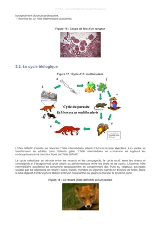 © UMVF - Université Médicale Virtuelle Francophone
bourgeonnent plusieurs protoscolex.
- l’homme est un hôte intermédiaire accidentel.
Figure 16 : Coupe de foie d'un rongeur
2.2. Le cycle biologique
Figure 17 : Cycle d' E. multilocularis
L’hôte définitif s’infeste en dévorant l’hôte intermédiaire atteint d’échinococcose alvéolaire. Les scolex se
transforment en adultes dans l’intestin grêle. L’hôte intermédiaire se contamine en ingérant les
embryophores émis dans les fèces de l’hôte définitif.
Le cycle selvatique se déroule entre les renards et les campagnols, le cycle rural, entre les chiens et
campagnols et l’exceptionnel cycle urbain ou péridomestique entre les chats et les souris. L’homme, hôte
intermédiaire accidentel se contamine classiquement en consommant des fruits ou végétaux sauvages
souillés par les déjections de renard : baies, fraises, myrtilles ou légumes cultivés en bordure de forêts. Dans
le tube digestif, l’embryophore libère l’embryon hexacanthe qui gagne le foie par le système porte.
Figure 18 : Le renard (hôte définitif) est un canidé
11
 