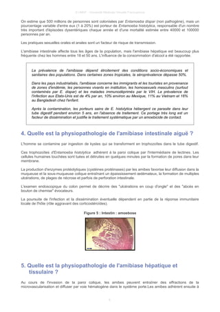 © UMVF - Université Médicale Virtuelle Francophone
On estime que 500 millions de personnes sont colonisées par Entamoeba dispar (non pathogène), mais un
pourcentage variable d'entre eux (1 à 20%) est porteur de Entamoeba histolytica, responsable d'un nombre
très important d'épisodes dysentériques chaque année et d'une mortalité estimée entre 40000 et 100000
personnes par an.
Les pratiques sexuelles orales et anales sont un facteur de risque de transmission.
L'amibiase intestinale affecte tous les âges de la population, mais l'amibiase hépatique est beaucoup plus
fréquente chez les hommes entre 18 et 50 ans. L'influence de la consommation d'alcool a été rapportée.
La prévalence de l'amibiase dépend étroitement des conditions socio-économiques et
sanitaires des populations. Dans certaines zones tropicales, la séroprévalence dépasse 50%.
Dans les pays industrialisés, l'amibiase concerne les immigrants et les touristes en provenance
de zones d'endémie, les personnes vivants en institution, les homosexuels masculins (surtout
contaminés par E. dispar) et les malades immunodéprimés par le VIH. La prévalence de
l'infection aux Etats-Unis est de 4% par an, 10% environ au Mexique, 11% au Vietnam et 16%
au Bangladesh chez l'enfant.
Après la contamination, les porteurs sains de E. histolytica hébergent ce parasite dans leur
tube digestif pendant environ 5 ans, en l'absence de traitement. Ce portage très long est un
facteur de dissémination et justifie le traitement systématique par un amoebicide de contact.
4. Quelle est la physiopathologie de l'amibiase intestinale aiguë ?
L'homme se contamine par ingestion de kystes qui se transforment en trophozoïtes dans le tube digestif.
Ces trophozoïtes d'Entamoeba histolytica adhèrent à la paroi colique par l'intermédiaire de lectines. Les
cellules humaines touchées sont tuées et détruites en quelques minutes par la formation de pores dans leur
membrane.
La production d'enzymes protéolytiques (cystéines protéinases) par les amibes favorise leur diffusion dans la
muqueuse et la sous-muqueuse colique entraînant un épaississement œdémateux, la formation de multiples
ulcérations, de plages de nécrose et parfois de perforation intestinale.
L'examen endoscopique du colon permet de décrire des "ulcérations en coup d'ongle" et des "abcès en
bouton de chemise" évocateurs.
La poursuite de l'infection et la dissémination éventuelle dépendent en partie de la réponse immunitaire
locale de l'hôte (rôle aggravant des corticostéroïdes).
Figure 5 : Intestin : amoebose
5. Quelle est la physiopathologie de l'amibiase hépatique et
tissulaire ?
Au cours de l'invasion de la paroi colique, les amibes peuvent entraîner des effractions de la
microvascularisation et diffuser par voie hématogène dans le système porte.Les amibes adhèrent ensuite à
6
 
