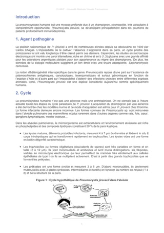 © UMVF - Université Médicale Virtuelle Francophone
Introduction
La pneumocystose humaine est une mycose profonde due à un champignon, cosmopolite, très ubiquitaire à
comportement opportuniste, Pneumocystis jirovecii, se développant principalement dans les poumons de
patients profondément immunodéprimés.
1. Agent pathogène
La position taxonomique de P. jirovecii a erré de nombreuses années depuis sa découverte en 1909 par
Carlos Chagas. L’impossibilité de le cultiver, l’absence d’ergostérol dans sa paroi, un cycle proche des
protozoaires lui ont valu longtemps d’être classé parmi ces derniers. Cependant, les études en microscopie
électronique ont montré une paroi trilamellaire, riche en chitine et en b (1,3) glucane avec une grande affinité
pour les colorations argentiques plaidant pour son appartenance au règne des champignons. De plus, les
données de la biologie moléculaire suggérent un lien étroit avec une levure ascosporée, Saccharomyces
cerevisiae.
La notion d’hétérogénéité inter-spécifique dans le genre Pneumocystis repose d’une part sur l’existence de
polymorphismes antigéniques, caryotypiques, isoenzymatiques et surtout génomiques en fonction de
l’espèce d’hôte et d’autre part sur l’impossibilité d’obtenir des infections croisées entre différentes espèces
animales. Ainsi, Pneumocystis jirovecii est une espèce considérée aujourd'hui comme spécifiquement
humaine.
2. Cycle
La pneumocystose humaine n’est pas une zoonose mais une anthroponose. On ne connaît pas à l’heure
actuelle toutes les étapes du cycle parasitaire de P. jirovecii. L’acquisition du champignon par voie aérienne
a été démontrée chez les modèles murins et ce mode d’acquisition est admis pour P. jirovecii chez l’homme.
La forme infectante demeure encore inconnue. Les formes connues de Pneumocystis sp. sont retrouvées
dans l’alvéole pulmonaire des mammifères et plus rarement dans d’autres organes comme rate, foie, cœur,
ganglions lymphatiques, moelle osseuse…
Dans les alvéoles pulmonaires, le microorganisme est extracellulaire et l’environnement alvéolaire est riche
en phospholipides et des composés lipidiques constituent 50 % de la paroi kystique.
● Les kystes matures, éléments probables infectants, mesurent 4 à 7 µm de diamètre et libèrent in situ 8
corps intrakystiques qui se transforment rapidement en trophozoïtes. Les kystes vides ont une forme
en ballon dégonflé caractéristique.
● Les trophozoïtes ou formes végétatives (équivalents de spores) sont très variables en forme et en
taille (2 à 12 µm). Ils sont mononucléés et amiboïdes et sont munis d’élongations, les filopodes,
visibles en microscopie électronique qui leur permettent de s’arrimer très étroitement aux cellules
épithéliales de type I où ils se multiplient activement. C’est à partir des grands trophozoïtes que se
forment les prékystes.
● Les prékystes ont une forme ovoïde et mesurent 3 à 8 µm. D’abord mononucléés, ils deviennent
multinucléés avec 3 stades (précoces, intermédiaires et tardifs) en fonction du nombre de noyaux (1 à
8) et de la structure de la paroi.
Figure 1 : Cycle hypothétique de Pneumocystis jirovecii dans l'alvéole
4
 