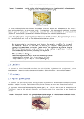 © UMVF - Université Médicale Virtuelle Francophone
Figure 6 : Puce adulte : insecte aptère, aplati latéro-latéralement et possédant les 3 paires de pattes
adaptées au saut (ici Xenopsylla cheopis)
(CDRom Anofel 3)
Les puces, hématophages uniquement à l’état adulte, vivent aux dépens des mammifères et des oiseaux.
Elles peuvent transmettre le bacille de la peste (Yersinia pestis) ; des rickettsies (en particulier Rickettsia
mooseri agent du typhus murin) ; des bartonelles et jouer le rôle d’hôte intermédiaire de certains cestodes
(Dipylidium, Hymenolepis). Un genre peut entraîner la tungose (voir chapitre correspondant).
L’ordre des siphonaptères comprend plus de 3 000 espèces dont Pulex irritans, Xenopsylla cheopis (puce du
rat), Ctenocephalides felis (puce du chat) vivant au voisinage de l’homme.
Les larves vivent et se nourrissent sur le sol et donne des nymphes immobiles d’où émergent
des adultes 8 à 10 jours plus tard. Mais une diapose peut s’établir à l’état nymphal en cas
d’absence d’hôtes (maison inoccupée). Divers stimulis vont déclencher la sortie de l’insecte
(ébranlement du sol, de l’air, lumière, chaleur,…) ce qui explique les prétendues invasions
domiciliaires de puces appelées parfois « puces de parquet ».
Chez les adultes on distingue :
- les puces de litière qui vont sur l’hôte uniquement pour le repas
- les puces de fourrures qui vivent en permanence sur l’hôte
- les puces fixées ou puces chiques (voir chapitre tungose).
2.2. Clinique
Les piqûres de puces entraînent l’apparition de maculopapules érythémateuses, prurigineuses, parfois
œdémateuses. Elles prédominent aux membres inférieurs, sont multiples et à regroupement linéaire.
3. Punaises
3.1. Agents pathogènes
Les punaises sont des insectes pour la plupart parasites de plantes mais deux familles sont hématophages à
tous leurs stades d’évolution (Réduvidés et Cimicidés) et peuvent se nourrir aux dépens de l’homme.
Les réduvidés comportent des espèces de grande taille (2 à 3 cm pour les adultes de Triatoma ou de
Rhodnius), à corps et tête allongés. Les ailes sont fonctionnelles et se croisent sur la face dorsale de
l’insecte.
Figure 7 : Réduvidé : punaise sud américaine de grande taille et de couleurs vives. Chez les adultes
les ailes sont fonctionnelles.
(CDRom Anofel 3)
6
 