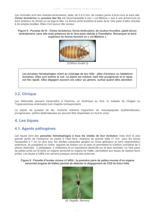 © UMVF - Université Médicale Virtuelle Francophone
Les cimicidés sont des insectes lenticulaires, plats, de 3 à 5 mm, de couleur jaune à brun-roux et sans aile.
Cimex lectularius ou punaise des lits est reconnaissable à son « col Médicis » due à une échancrure du
bord antérieur du thorax où se loge la tête. Le thorax porte toutefois la base de la 1ère paire d’ailes réduites
à de simples écailles. Elles n'ont aucun rôle vecteur.
Figure 8 : Punaise de lit : Cimex lectularius, forme lenticulaire, de couleur brunâtre, aplati dorso-
ventralement, sans aile mais présence de la 1ère paire réduite à l’hemélytre. Remarquer le bord
supérieur du thorax formant un « col Médicis ».
(CDRom Anofel 3)
Les punaises hématophages vivent au voisinage de leur hôte : gîtes d’animaux ou habitations
humaines. Elles sont actives la nuit. La piqûre est indolore mais très prurigineuse et le repas
est très rapide. Elles dégagent souvent une odeur sui generis, surtout quand elles abondent.
3.2. Clinique
Les Réduvidés peuvent transmettre à l’homme, en Amérique du Sud, la maladie de Chagas ou
Trypanosomose américaine (voir chapitre correspondant).
La piqûre de punaise de lits, nocturne entraîne l’apparition de maculopapules érythémateuses,
prurigineuses, parfois œdémateuses qui peuvent être dispersées sur tout le corps.
4. Les tiques
4.1. Agents pathogènes
Les tiques sont des parasites hématophages à tous les stades de leur évolution mais dont la plus
grande partie de l’existence se passe à l’état libre. Acariens de grande taille (1 mm pour les larves
hexapodes à 1 cm ou plus pour les adultes octopodes gorgés) au corps globuleux et sans segmentation
extérieure, ils possèdent un rostre, appareil de fixation sur la peau et permettant la nutrition (constitué de 5
pièces distinctes : 2 pédipalpes, 2 chélicères et un hypostome denticulé sur la face ventrale). La 1ère paire
de pattes porte sur le tarse un organe sensoriel ou organe de Haller, permettant aux tiques de repérer leurs
proies. Les tiques à l’affût s’en servent presque comme des antennes.
Figure 9 : Femelle d’Ixodes ricinus à l’affût : la première paire de pattes munies d’un organe
sensoriel (organe de Haller) permet de détecter le dégagement de CO2 du futur hôte.
(B. Degeilh, Rennes)
7
 
