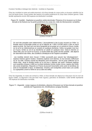 © UMVF - Université Médicale Virtuelle Francophone
Il existe 2 familles à biologie bien distincte : Ixodidae et Argasidae.
Chez les Ixodidae le rostre est antéro-terminal, et la face dorsale du corps porte un écusson sclérifié d’où le
nom de tiques dures. Il peut exister des festons à la partie postérieure du corps dans certains genres. Cette
famille représente environ 800 espèces de distribution mondiale.
Figure 10 : Ixodidé : Capitulum en position antéro-terminale. Présence d’un écusson sur la face
dorsale et de festons sur la partie postérieure du corps (ici, mâle de Dermacentor variabilis).
(CDRom Anofel 3)
Ce sont des parasites semi stationnaires. L’accouplement a lieu le plus souvent sur l’hôte. La
femelle repue et fécondée tombe au sol et dépose de 1 000 à 20 000 œufs à l’abri et meurt
après la ponte. De l’œuf sort une larve hexapode qui se gorge sur un animal en 8 jours, tombe
sur le sol et se métamorphose en nymphe en quelques semaines. Celle-ci se gorge à son tour
en 8 jours, tombe au sol et se transforme en adulte en quelques mois. Celui-ci cherche un
3ème hôte, pour se nourrir en 8 jours. La durée totale des cycles est très variable ; elle dépend
de l’abondance des hôtes, des conditions climatiques et de l’espèce considérée.
Les Ixodidae doivent donc trouver 3 hôtes successifs pour assurer leur développement :
espèces trixènes (genre Ixodes). Certaines espèces sont dixènes, la mue larvaire s’effectuant
sur le 1er hôte, d’autres comme les Boophilus sont monoxènes : tout le cycle s’effectue sur le
même hôte ; seule la femelle tombe sur le sol pour y déposer ses œufs. Certaines espèces
sont exophiles (chasse à l’affût sur la strate herbacée comme Ixodes ricinus, espèce des forêts
des zones tempérées, fréquente en France et pouvant transmettre entre autre la borréliose de
lyme et l’encéphalite à tique, la babésiose). D’autres sont endophiles (vivent dans une cavité)
ou cryptophiles (vivent à même le sol ou dans les taillis).
Chez les Argasidae, le rostre est ventral ou infère, la face dorsale est dépourvue d’écusson d’où le nom de
tiques molles. Le tégument n’est pas lisse mais rugueux, granuleux et alvéolaire. Cette famille représente
160 espèces de distribution mondiale.
Figure 11 : Argasidé : corps rugueux et alvéolaire, absence d’écusson sur la face dorsale et position
ventrale de l’hypostome (ici, Ornithodoros savignyi femelle).
(CDRom Anofel 3)
8
 