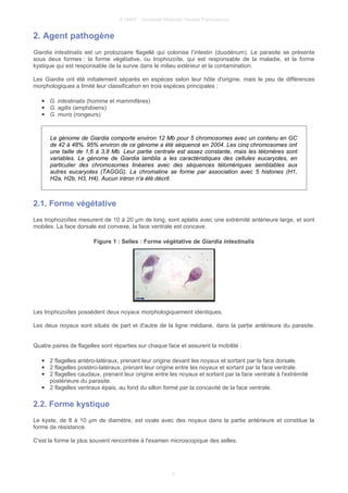 © UMVF - Université Médicale Virtuelle Francophone
2. Agent pathogène
Giardia intestinalis est un protozoaire flagellé qui colonise l’intestin (duodénum). Le parasite se présente
sous deux formes : la forme végétative, ou trophozoïte, qui est responsable de la maladie, et la forme
kystique qui est responsable de la survie dans le milieu extérieur et la contamination.
Les Giardia ont été initialement séparés en espèces selon leur hôte d'origine, mais le peu de différences
morphologiques a limité leur classification en trois espèces principales :
● G. intestinalis (homme et mammifères)
● G. agilis (amphibiens)
● G. muris (rongeurs)
Le génome de Giardia comporte environ 12 Mb pour 5 chromosomes avec un contenu en GC
de 42 à 48%. 95% environ de ce génome a été séquencé en 2004. Les cinq chromosomes ont
une taille de 1,6 à 3,8 Mb. Leur partie centrale est assez constante, mais les télomères sont
variables. Le génome de Giardia lamblia a les caractéristiques des cellules eucaryotes, en
particulier des chromosomes linéaires avec des séquences télomériques semblables aux
autres eucaryotes (TAGGG). La chromatine se forme par association avec 5 histones (H1,
H2a, H2b, H3, H4). Aucun intron n'a été décrit.
2.1. Forme végétative
Les trophozoïtes mesurent de 10 à 20 µm de long, sont aplatis avec une extrémité antérieure large, et sont
mobiles. La face dorsale est convexe, la face ventrale est concave.
Figure 1 : Selles : Forme végétative de Giardia intestinalis
Les trophozoïtes possèdent deux noyaux morphologiquement identiques.
Les deux noyaux sont situés de part et d'autre de la ligne médiane, dans la partie antérieure du parasite.
Quatre paires de flagelles sont réparties sur chaque face et assurent la mobilité :
● 2 flagelles antéro-latéraux, prenant leur origine devant les noyaux et sortant par la face dorsale.
● 2 flagelles postéro-latéraux, prenant leur origine entre les noyaux et sortant par la face ventrale.
● 2 flagelles caudaux, prenant leur origine entre les noyaux et sortant par la face ventrale à l'extrémité
postérieure du parasite.
● 2 flagelles ventraux épais, au fond du sillon formé par la concavité de la face ventrale.
2.2. Forme kystique
Le kyste, de 8 à 10 µm de diamètre, est ovale avec des noyaux dans la partie antérieure et constitue la
forme de résistance.
C'est la forme la plus souvent rencontrée à l'examen microscopique des selles.
4
 