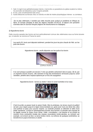 © UMVF - Université Médicale Virtuelle Francophone
1. l’œil, il s’agit d’une opthtalmomyiase interne, c’est-à-dire un parasitisme du globe oculaire lui même.
Ce pronostic est désastreux pour l’organe parasité.
2. le nez, avec envahissement des sinus.
3. toutes blessures survenues chez un individu en état de misère physiologique intense ou comateux.
Sur le plan vétérinaire, il semble que cette mouche pose surtout un problème en Afrique du
Nord, en Europe Centrale et dans les régions chaudes d’U.R.S.S. et depuis une quinzaine
d’années dans le Sud-Est français (régions de transhumance et d’alpages).
2) Hypoderma bovis
Cette mouche parasite des bovins est tout particulièrement connue des vétérinaires sous sa forme larvaire
qui, à maturité, se nomme en France le varon.
Les œufs d’H. bovis sont déposés isolément, pendant les jours les plus chauds de l’été, sur les
poils des bovins.
Hypoderma bovis : oeufs déposés sur les poils d’un bovin
(CDRom Anofel 3)
Il en sort presque aussitôt une larvule (1 mm) qui pénètre activement dans la peau. De là, par
un tropisme encore inconnu, elle remonte le long des terminaisons nerveuses jusqu’au canal
rachidien, pénètre dans l’espace épidural par un trou de conjugaison.
Hypoderma bovis : larves au stade 1 dans le canal rachidien d’un veau
(CDRom Anofel 3)
C’est là qu’elle va passer toute la saison froide. Dès le printemps, les larves muent et quittent
cet abri, pour migrer jusqu’à la région dorso-lombaire où, après avoir mué une 2ème fois, elles
vont perforer la peau pour pouvoir respirer. La nodosité produite va atteindre la taille d’une
petite mandarine. Lorsque le développement larvaire sera terminé, le parasite sera expulsé de
sa logette comme le noyau d’une cerise. Cette « énucléation » est passive et se produit au
moment d’une contraction brutale des masses musculaires lombo-sacrées, au moment, par
exemple, où le bovin se lève. La larve tombe à terre, s’y enfonce de quelques centimètres, se
transforme en pupe et donnera un adulte.
4
 