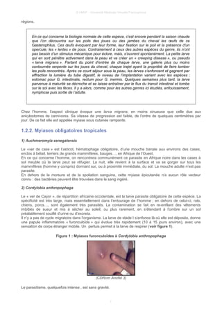 © UMVF - Université Médicale Virtuelle Francophone
régions.
En ce qui concerne la biologie normale de cette espèce, c’est encore pendant la saison chaude
que l’on découvrira sur les poils des joues ou des jambes du cheval les œufs de ce
Gasterophilus. Ces œufs évoquent par leur forme, leur fixation sur le poil et la présence d’un
opercule, les « lentes » de poux. Contrairement à ceux des autres espèces du genre, ils n’ont
pas besoin d’un stimulus mécanique pour éclore, mais, s’ouvrent spontanément. La petite larve
qui en sort pénètre activement dans la peau et va créer un « creeping disease », ou pseudo
« larva migrans ». Partant du point d’entrée de chaque larve, une galerie plus ou moins
contournée serpente sur les joues du cheval, chaque trajet ayant la propriété de faire tomber
les poils rencontrés. Après ce court séjour sous la peau, les larves s’enfoncent et gagnent par
effraction la lumière du tube digestif, le niveau de l’implantation variant avec les espèces :
estomac pour G. intestinalis, rectum pour G. inermis. Quelques semaines plus tard, la larve
parvenue à maturité se décroche et se laisse entraîner par le flux du transit intestinal et tombe
sur le sol avec les fèces. Il y a alors, comme pour les autres genres ici étudiés, enfouissement,
nymphose puis sortie de l’adulte.
Chez l’homme, l’aspect clinique évoque une larva migrans, en moins sinueuse que celle due aux
ankylostomes de carnivores. Sa vitesse de progression est faible, de l’ordre de quelques centimètres par
jour. De ce fait elle est appelée myiase sous cutanée rampante.
1.2.2. Myiases obligatoires tropicales
1) Auchmeromyia senegalensis
Le «ver de case » est l’asticot, hématophage obligatoire, d’une mouche banale aux environs des cases,
enclos à bétail, terriers de grands mammifères, bauges…, en Afrique de l’Ouest.
En ce qui concerne l’homme, on rencontrera communément ce parasite en Afrique noire dans les cases à
sol meuble où la larve peut se réfugier. La nuit, elle revient à la surface et va se gorger sur tous les
mammifères (homme y compris) dormant sur, ou à proximité immédiate, du sol. La mouche adulte n’est pas
parasite.
En dehors de la morsure et de la spoliation sanguine, cette myiase épicutanée n’a aucun rôle vecteur
connu : des bactéries peuvent être trouvées dans le sang ingéré.
2) Cordylobia anthropophaga
Le « ver de Cayor », de répartition africaine occidentale, est la larve parasite obligatoire de cette espèce. La
spécificité est très large, mais essentiellement dans l’entourage de l’homme ; en dehors de celui-ci, rats,
chiens, porcs…, sont également très parasités. La contamination se fait en re-enfilant des vêtements
imbibés de sueur et mis à sécher au soleil, ou plus rarement, en s’étendant à l’ombre sur un sol
préalablement souillé d’urine ou d’excreta.
Il n’y a pas de cycle migratoire dans l’organisme. La larve de stade I s’enfonce là où elle est déposée, donne
une papule inflammatoire « furonculoïde » qui évolue très rapidement (10 à 15 jours environ), avec une
sensation de corps étranger mobile. Un pertuis permet à la larve de respirer (voir figure 1).
Figure 1 : Myiases furonculoïdes à Cordylobia anthropophaga
(CDRom Anofel 3)
Le parasitisme, quelquefois intense , est sans gravité.
7
 