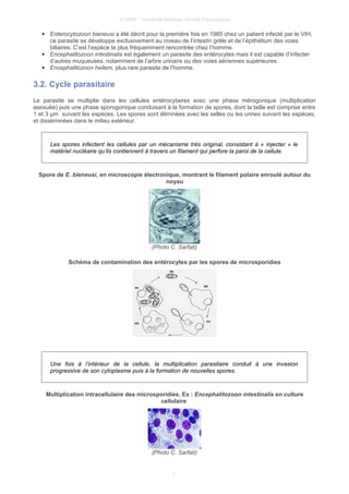 © UMVF - Université Médicale Virtuelle Francophone
● Enterocytozoon bieneusi a été décrit pour la première fois en 1985 chez un patient infecté par le VIH,
ce parasite se développe exclusivement au niveau de l’intestin grêle et de l’épithélium des voies
biliaires. C’est l’espèce la plus fréquemment rencontrée chez l’homme.
● Encephalitozoon intestinalis est également un parasite des entérocytes mais il est capable d’infecter
d’autres muqueuses, notamment de l’arbre urinaire ou des voies aériennes supérieures.
● Encephalitozoon hellem, plus rare parasite de l'homme.
3.2. Cycle parasitaire
Le parasite se multiplie dans les cellules entérocytaires avec une phase mérogonique (multiplication
asexuée) puis une phase sporogonique conduisant à la formation de spores, dont la taille est comprise entre
1 et 3 μm suivant les espèces. Les spores sont éliminées avec les selles ou les urines suivant les espèces,
et disséminées dans le milieu extérieur.
Les spores infectent les cellules par un mécanisme très original, consistant à « injecter » le
matériel nucléaire qu’ils contiennent à travers un filament qui perfore la paroi de la cellule.
Spore de E. bieneusi, en microscopie électronique, montrant le filament polaire enroulé autour du
noyau
(Photo C. Sarfati)
Schéma de contamination des entérocytes par les spores de microsporidies
Une fois à l’intérieur de la cellule, la multiplication parasitaire conduit à une invasion
progressive de son cytoplasme puis à la formation de nouvelles spores.
Multiplication intracellulaire des microsporidies. Ex : Encephalitozoon intestinalis en culture
cellulaire
(Photo C. Sarfati)
7
 