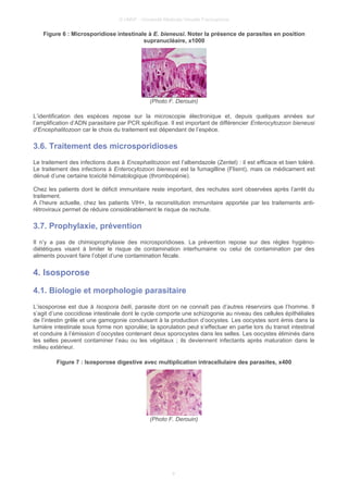 © UMVF - Université Médicale Virtuelle Francophone
Figure 6 : Microsporidiose intestinale à E. bieneusi. Noter la présence de parasites en position
supranucléaire, x1000
(Photo F. Derouin)
L’identification des espèces repose sur la microscopie électronique et, depuis quelques années sur
l’amplification d’ADN parasitaire par PCR spécifique. Il est important de différencier Enterocytozoon bieneusi
d’Encephalitozoon car le choix du traitement est dépendant de l’espèce.
3.6. Traitement des microsporidioses
Le traitement des infections dues à Encephalitozoon est l’albendazole (Zentel) : il est efficace et bien toléré.
Le traitement des infections à Enterocytozoon bieneusi est la fumagilline (Flisint), mais ce médicament est
dénué d’une certaine toxicité hématologique (thrombopénie).
Chez les patients dont le déficit immunitaire reste important, des rechutes sont observées après l’arrêt du
traitement.
A l’heure actuelle, chez les patients VIH+, la reconstitution immunitaire apportée par les traitements anti-
rétroviraux permet de réduire considérablement le risque de rechute.
3.7. Prophylaxie, prévention
Il n’y a pas de chimioprophylaxie des microsporidioses. La prévention repose sur des règles hygièno-
diététiques visant à limiter le risque de contamination interhumaine ou celui de contamination par des
aliments pouvant faire l’objet d’une contamination fécale.
4. Isosporose
4.1. Biologie et morphologie parasitaire
L’isosporose est due à Isospora belli, parasite dont on ne connaît pas d’autres réservoirs que l’homme. Il
s’agit d’une coccidiose intestinale dont le cycle comporte une schizogonie au niveau des cellules épithéliales
de l’intestin grêle et une gamogonie conduisant à la production d’oocystes. Les oocystes sont émis dans la
lumière intestinale sous forme non sporulée; la sporulation peut s’effectuer en partie lors du transit intestinal
et conduire à l’émission d’oocystes contenant deux sporocystes dans les selles. Les oocystes éliminés dans
les selles peuvent contaminer l’eau ou les végétaux ; ils deviennent infectants après maturation dans le
milieu extérieur.
Figure 7 : Isosporose digestive avec multiplication intracellulaire des parasites, x400
(Photo F. Derouin)
9
 