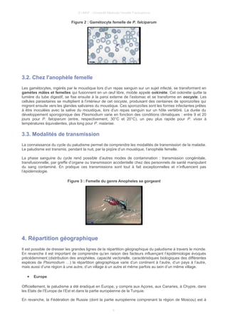 © UMVF - Université Médicale Virtuelle Francophone
Figure 2 : Gamétocyte femelle de P. falciparum
3.2. Chez l'anophèle femelle
Les gamétocytes, ingérés par le moustique lors d’un repas sanguin sur un sujet infecté, se transforment en
gamètes mâles et femelles qui fusionnent en un œuf libre, mobile appelé ookinète. Cet ookinète quitte la
lumière du tube digestif, se fixe ensuite à la paroi externe de l’estomac et se transforme en oocyste. Les
cellules parasitaires se multiplient à l’intérieur de cet oocyste, produisant des centaines de sporozoïtes qui
migrent ensuite vers les glandes salivaires du moustique. Ces sporozoïtes sont les formes infectantes prêtes
à être inoculées avec la salive du moustique, lors d’un repas sanguin sur un hôte vertébré. La durée du
développement sporogonique des Plasmodium varie en fonction des conditions climatiques : entre 9 et 20
jours pour P. falciparum (entre, respectivement, 30°C et 20°C), un peu plus rapide pour P. vivax à
températures équivalentes, plus long pour P. malariae.
3.3. Modalités de transmission
La connaissance du cycle du paludisme permet de comprendre les modalités de transmission de la maladie.
Le paludisme est transmis, pendant la nuit, par la piqûre d’un moustique, l’anophèle femelle.
La phase sanguine du cycle rend possible d’autres modes de contamination : transmission congénitale,
transfusionnelle, par greffe d’organe ou transmission accidentelle chez des personnels de santé manipulant
du sang contaminé. En pratique ces transmissions sont tout à fait exceptionnelles et n’influencent pas
l’épidémiologie.
Figure 3 : Femelle du genre Anopheles se gorgeant
4. Répartition géographique
Il est possible de dresser les grandes lignes de la répartition géographique du paludisme à travers le monde.
En revanche il est important de comprendre qu’en raison des facteurs influençant l’épidémiologie évoqués
précédemment (distribution des anophèles, capacité vectorielle, caractéristiques biologiques des différentes
espèces de Plasmodium …) la répartition géographique varie d’un continent à l’autre, d’un pays à l’autre,
mais aussi d’une région à une autre, d’un village à un autre et même parfois au sein d’un même village.
● Europe
Officiellement, le paludisme a été éradiqué en Europe, y compris aux Açores, aux Canaries, à Chypre, dans
les Etats de l’Europe de l’Est et dans la partie européenne de la Turquie.
En revanche, la Fédération de Russie (dont la partie européenne comprenant la région de Moscou) est à
8
 