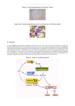 © UMVF - Université Médicale Virtuelle Francophone
Figure 2 : Kyste toxoplasmique à l’état frais, rompu
Figure 2 bis : Kyste toxoplasmique coloré au Giemsa sur un frottis de moelle
2. Cycle
Le cycle (figure 3) complet du toxoplasme fonctionne entre, d’une part le chat et les félidés sauvages qui
sont les hôtes définitifs et d’autre part les autres animaux à sang chaud (homéothermes) tous susceptibles
d’être hôte intermédiaire hébergeant les formes asexuées. Les félidés se contaminent en chassant les hôtes
intermédiaires (oiseaux, mammifères) qui eux même se contaminent à partir des oocystes présents sur le
sol, les végétaux ou dans les eaux de boisson. Une particularité originale au toxoplasme est la possibilité
d’un cycle asexué ne faisant pas intervenir d’hôte définitif, le parasite passant d’un hôte intermédiaire à un
autre par l’ingestion de kystes contenus dans la chair d’animaux carnivores ou herbivores.
Figure 3 : Cycle de Toxoplasma gondii
6
 