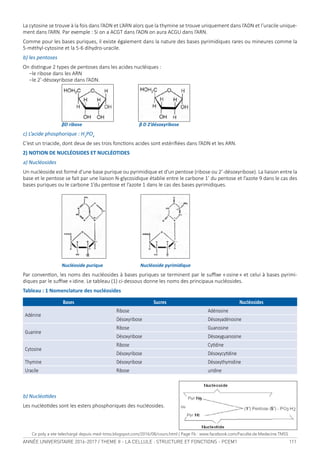 ANNÉE UNIVERSITAIRE 2016-2017 / THEME II - LA CELLULE : STRUCTURE ET FONCTIONS - PCEM1 111
La	cytosine	se	trouve	à	la	fois	dans	l’ADN	et	L’ARN	alors	que	la	thymine	se	trouve	uniquement	dans	l’ADN	et	l’uracile	unique-
ment	dans	l’ARN.	Par	exemple	:	Si	on	a	ACGT	dans	l’ADN	on	aura	ACGU	dans	l’ARN.
Comme	pour	les	bases	puriques,	il	existe	également	dans	la	nature	des	bases	pyrimidiques	rares	ou	mineures	comme	la	
5-méthyl-cytosine	et	la	5-6	dihydro-uracile.	 	
b) les pentoses 
On	disingue	2	types	de	pentoses	dans	les	acides	nucléiques	:	
	−le	ribose	dans	les	ARN
	−le	2’-désoxyribose	dans	l’ADN.		
	
βD ribose β D 2’désoxyribose
c) L’acide phosphorique : H3
PO4
C’est	un	triacide,	dont	deux	de	ses	trois	foncions	acides	sont	estériiées	dans	l’ADN	et	les	ARN.	
2) NOTION DE NUCLÉOSIDES ET NUCLÉOTIDES
a) Nucléosides
Un	nucléoside	est	formé	d’une	base	purique	ou	pyrimidique	et	d’un	pentose	(ribose	ou	2’-désoxyribose).	La	liaison	entre	la	
base	et	le	pentose	se	fait	par	une	liaison	N-glycosidique	établie	entre	le	carbone	1’	du	pentose	et	l’azote	9	dans	le	cas	des	
bases	puriques	ou	le	carbone	1’du	pentose	et	l’azote	1	dans	le	cas	des	bases	pyrimidiques.
Nucléoside purique Nucléoside pyrimidique
Par	convenion,	les	noms	des	nucléosides	à	bases	puriques	se	terminent	par	le	suixe	«	osine	»	et	celui	à	bases	pyrimi-
diques	par	le	suixe	«	idine.	Le	tableau	(1)	ci-dessous	donne	les	noms	des	principaux	nucléosides.
Tableau : 1 Nomenclature des nucléosides
Bases Sucres Nucléosides
Adénine
Ribose Adénosine
Désoxyribose Désoxyadénosine
Guanine
Ribose Guanosine
Désoxyribose Désoxyguanosine
Cytosine
Ribose Cyidine
Désoxyribose Désoxycyidine
Thymine Désoxyribose Désoxythymidine
Uracile Ribose uridine
	
b) Nucléoides 
Les	nucléoides	sont	les	esters	phosphoriques	des	nucléosides.	
	
   
   
Ce poly a ete telechargé depuis med-tmss.blogspot.com/2016/08/cours.html | Page Fb : www.facebook.com/Faculte.de.Medecine.TMSS
 