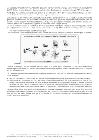 ANNÉE UNIVERSITAIRE 2016-2017 / THEME II - LA CELLULE : STRUCTURE ET FONCTIONS - PCEM1 25
Les	bras	de	dynéine	se	terminent	par	des	têtes	globulaires	ayant	une	acivité	ATPasique	(comme	les	myosines).	L’hydrolyse	
de	l’ATP	déplace	les	têtes	de	dynéine	dans	une	seule	direcion.	Ce	déplacement	consomme	énergie	(ATP)	et	ions	Mg++.
Pendant	ces	mouvements,	les	microtubules	glissent	les	uns	le	long	des	autres	et	leur	longueur	reste	inchangée.	Les	bate-
ments	de	cellules	ciliées	voisines	sont	coordonnés	en	vagues	successives.	
L’absence	de	bras	de	dynéine	sur	leurs	microtubules	A	rend	les	axonèmes	immobiles.	Ceci	s’observe	dans	une	maladie	
généique	qui	se	manifeste	par	la	stérilité	d’hommes	et	femmes	ayant	également	des	problèmes	respiratoires.	Chez	les	
individus	ateints,	les	spermatozoïdes	sont	dépourvus	de	dynéine,	ce	qui	les	rend	immobiles.	Chez	la	femme	ateinte,	l’ab-
sence	de	dynéine	des	cils	empêche	la	captaion	de	l’ovocyte	II	dans	la	trompe	utérine.
Les	cils	de	certaines	cellules	de	l’épithélium	des	voies	respiratoires	n’étant	plus	animés	de	mouvements	pendulaires	ne	
peuvent	plus	acheminer	les	mucus	et	poussières	vers	le	carrefour	aérodigesif.	Les	batements	des	lagelles	sont	ondulants.
	 b.3.	Biogenèse	des	centrioles,	cils	et	lagelles	(Fig.28)
La	duplicaion	des	centrioles	ne	se	présente	jamais	comme	une	division,	mais	plutôt	comme	un	assemblage	d’un	nouveau	
centriole	ils	au	contact	du	centriole	père,	près	de	la	région	où	se	trouve	la	structure	interne.	Le	centriole	ils	est	générale-
ment	à	angle	droit	et	forme	un	L	avec	le	centriole	père	;	le	diamètre	du	centriole	ils	est	d’emblée	normal,	mais	sa	longueur	
est	plus	peite	ou	courte.
On	a	décrit	deux	mécanismes	diférents	de	la	biogenèse	des	centrioles	selon	que	ces	centrioles	forment	les	fuseaux	mito-
iques	ou	les	cils.
a)		Les	centrioles	desinés	à	la	formaion	des	fuseaux	mitoiques	proviennent	directement	des	centrioles	déjà	existants.
b)		La	formaion	des	cinétosomes	des	cils	d’une	cellule	d’un	épithélium	cilié	serait	due	à	l’intervenion	de	la	paire	de	cen-
trioles.	Celle-ci	grimpe	vers	le	pôle	apical	de	la	cellule	et	engendre	la	formaion	de	«	satellites	»,	matériel	protéique	
dense	aux	électrons.	Ce	sont	ces	satellites	qui	sont	à	l’origine	des	corpuscules	basaux	qui	se	forment	selon	le	processus	
précédemment	décrit.	Ces	corpuscules	basaux	sont	à	l’origine	de	la	croissance	des	cils,	dont	la	longueur	est	contrôlée.
Dans	une	même	cellule	ciliée,	les	corpuscules	basaux	sont	disposés	en	rangées	et	reliés	les	uns	aux	autres.	Tous	les	cils	ont	
leurs	doublets	centraux	orientés	dans	la	même	direcion.	Tout	ceci	permet	aux	mouvements	de	s’efectuer	dans	la	même	
direcion	dans	une	région	donnée,	ainsi	que	la	coordinaion	des	mouvements	ciliaires	dans	une	seule	cellule	et	dans	les	
cellules	d’un	même	épithélium.
Figure 28  
Ce poly a ete telechargé depuis med-tmss.blogspot.com/2016/08/cours.html | Page Fb : www.facebook.com/Faculte.de.Medecine.TMSS
 