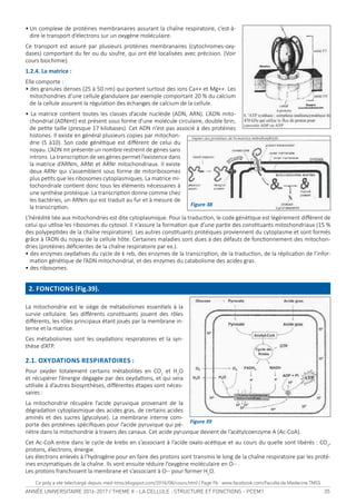 ANNÉE UNIVERSITAIRE 2016-2017 / THEME II - LA CELLULE : STRUCTURE ET FONCTIONS - PCEM1 35
•	Un	complexe	de	protéines	membranaires	assurant	la	chaîne	respiratoire,	c’est-à-
dire	le	transport	d’électrons	sur	un	oxygène	moléculaire.	
Ce	transport	est	assuré	par	plusieurs	protéines	membranaires	(cytochromes-oxy-
dases)	comportant	du	fer	ou	du	soufre,	qui	ont	été	localisées	avec	précision.	(Voir	
cours	biochimie).
1.2.4. La matrice :
Elle	comporte	:	
•	des	granules	denses	(25	à	50	nm)	qui	portent	surtout	des	ions	Ca++	et	Mg++.	Les	
mitochondries	d’une	cellule	glandulaire	par	exemple	comportant	20	%	du	calcium	
de	la	cellule	assurent	la	régulaion	des	échanges	de	calcium	de	la	cellule.	
•	La	matrice	conient	toutes	les	classes	d’acide	nucléide	(ADN,	ARN).	L’ADN	mito-
chondrial	(ADNmt)	est	présent	sous	forme	d’une	molécule	circulaire,	double	brin,	
de	peite	taille	(presque	17	kilobases).	Cet	ADN	n’est	pas	associé	à	des	protéines	
histones.	Il	existe	en	général	plusieurs	copies	par	mitochon-
drie	(5	à10).	Son	code	généique	est	diférent	de	celui	du	
noyau.	L’ADN	mt	présente	un	nombre	restreint	de	gènes	sans	
introns.	La	transcripion	de	ses	gènes	permet	l’existence	dans	
la	matrice	d’ARNm,	ARNt	et	ARNr	mitochondriaux.	Il	existe	
deux	ARNr	qui	s’assemblent	sous	forme	de	mitoribosomes	
plus	peits	que	les	ribosomes	cytoplasmiques.	La	matrice	mi-
tochondriale	conient	donc	tous	les	éléments	nécessaires	à	
une	synthèse	protéique.	La	transcripion	donne	comme	chez	
les	bactéries,	un	ARNm	qui	est	traduit	au	fur	et	à	mesure	de	
la	transcripion.	
L’hérédité	liée	aux	mitochondries	est	dite	cytoplasmique.	Pour	la	traducion,	le	code	généique	est	légèrement	diférent	de	
celui	qui	uilise	les	ribosomes	du	cytosol.	Il	n’assure	la	formaion	que	d’une	parie	des	consituants	mitochondriaux	(15	%	
des	polypepides	de	la	chaîne	respiratoire).	Les	autres	consituants	protéiques	proviennent	du	cytoplasme	et	sont	formés	
grâce	à	l’ADN	du	noyau	de	la	cellule	hôte.	Certaines	maladies	sont	dues	à	des	défauts	de	foncionnement	des	mitochon-
dries	(protéines	déicientes	de	la	chaîne	respiratoire	par	ex.).
•	des	enzymes	oxydaives	du	cycle	de	k	reb,	des	enzymes	de	la	transcripion,	de	la	traducion,	de	la	réplicaion	de	l’infor-
maion	généique	de	l’ADN	mitochondrial,	et	des	enzymes	du	catabolisme	des	acides	gras.	
•	des	ribosomes.
2. FONCTIONS (Fig.39).
La	mitochondrie	est	le	siège	de	métabolismes	esseniels	à	la	
survie	 cellulaire.	 Ses	 diférents	 consituants	 jouent	 des	 rôles	
diférents,	les	rôles	principaux	étant	joués	par	la	membrane	in-
terne	et	la	matrice.	
Ces	métabolismes	sont	les	oxydaions	respiratoires	et	la	syn-
thèse	d’ATP.
2.1. OXYDATIONS RESPIRATOIRES :
Pour	 oxyder	 totalement	 certains	 métabolites	 en	 CO2
	 et	 H2
O	
et	récupérer	l’énergie	dégagée	par	des	oxydaions,	et	qui	sera	
uilisée	à	d’autres	biosynthèses,	diférentes	étapes	sont	néces-
saires	:	
La	 mitochondrie	 récupère	 l’acide	 pyruvique	 provenant	 de	 la	
dégradaion	cytoplasmique	des	acides	gras,	de	certains	acides	
aminés	et	des	sucres	(glycolyse).	La	membrane	interne	com-
porte	des	protéines	spéciiques	pour	l’acide	pyruvique	qui	pé-
nètre	dans	la	mitochondrie	à	travers	des	canaux.	Cet	acide	pyruvique	devient	de	l’acétylcoenzyme	A	(Ac-CoA).	
Cet	Ac-CoA	entre	dans	le	cycle	de	krebs	en	s’associant	à	l’acide	oxalo-acéique	et	au	cours	du	quelle	sont	libérés	:	CO2
,	
protons,	électrons,	énergie.	
Les	électrons	enlevés	à	l’hydrogène	pour	en	faire	des	protons	sont	transmis	le	long	de	la	chaîne	respiratoire	par	les	proté-
ines	enzymaiques	de	la	chaîne.	Ils	vont	ensuite	réduire	l’oxygène	moléculaire	en	O--	.
Les	protons	franchissent	la	membrane	et	s’associant	à	O--	pour	former	H2
O.	
 
 
Figure 38
 
Figure 39
Ce poly a ete telechargé depuis med-tmss.blogspot.com/2016/08/cours.html | Page Fb : www.facebook.com/Faculte.de.Medecine.TMSS
 