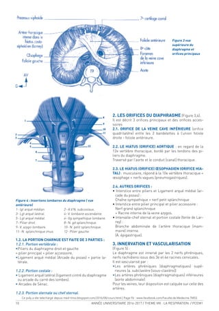 10 ANNÉE UNIVERSITAIRE 2016-2017 / THEME VIII : LA RESPIRATION / PCEM1
1.2. LA PORTION CHARNUE EST FAITE DE 3 PARTIES :
1.2.1. Portion vertébrale :
•Piliers du diaphragme droit et gauche
= pilier principal + pilier accessoire.
•Ligament arqué médial (Arcade du psoas) = partie la-
térale.
1.2.2. Portion costale :
• Ligament arqué latéral (ligament cintré du diaphragme
ou arcade du carré des lombes).
• Arcades de Sénac.
1.2.3. Portion sternale ou chef sternal.
2. LES ORIFICES DU DIAPHRAGME (Figure 3,4).
Il est décrit 3 oriices principaux et des oriices acces-
soires
2.1. ORIFICE DE LA VEINE CAVE INFÉRIEURE (oriice
quadrilatère) entre les 2 bandelettes à l’union foliole
droite - foliole antérieure.
2.2. LE HIATUS (ORIFICE) AORTIQUE : en regard de la
12e vertèbre thoracique, bordé par les tendons des pi-
liers du diaphragme.
Traversé par l’aorte et le conduit (canal) thoracique.
2.3. LE HIATUS (ORIFICE) ŒSOPHAGIEN (ORIFICE HIA-
TAL) : musculaire, répond à la 10e vertèbre thoracique =
œsophage + nerfs vagues (pneumogastriques).
2.4. AUTRES ORIFICES :
• Interstice entre piliers et Ligament arqué médial (ar-
cade du psoas) :
Chaîne sympathique + nerf petit splanchnique
• Interstice entre pilier principal et pilier accessoire :
Nerf grand splanchnique
+ Racine interne de la veine azygos.
• Intervalle-chef sternal et portion costale (fente de Lar-
rey) :
Branche abdominale de l’artère thoracique (mam-
maire) interne.
(A. épigastrique).
3. INNERVATION ET VASCULARISATION
(Figure 5) :
Le diaphragme est innervé par les 2 nerfs phréniques,
nerfs rachidiens issus des 3e et 4e racines cervicales.
Il est vascularisé par :
•Les artères phréniques (diaphragmatiques) supé-
rieures (a. subclavière [sous-clavière])
•Les artères phréniques (diaphragmatiques) inférieures
(aorte abdominale)
Pour les veines, leur disposition est calquée sur celle des
artères.
Figure 3 vue
supérieure du
diaphragme et
oriices principaux
Figure 4 : Insertions lombaires du diaphragme ( vue
antérieure)
1- lgt arqué médian 2- A.V.N. subcostaux.
3- Lgt arqué latéral. 4- V. lombaire ascendante.
5- Lgt arqué médial. 6- Gg sympathique lombaire.
7- Pilier droit. 8- N. gd splanchnique.
9- V. azygo-lombaire. 10- N. petit splanchnique.
11- N. splanchnique imus. 12- Pilier gauche.
Ce poly a ete telechargé depuis med-tmss.blogspot.com/2016/08/cours.html | Page Fb : www.facebook.com/Faculte.de.Medecine.TMSS
 